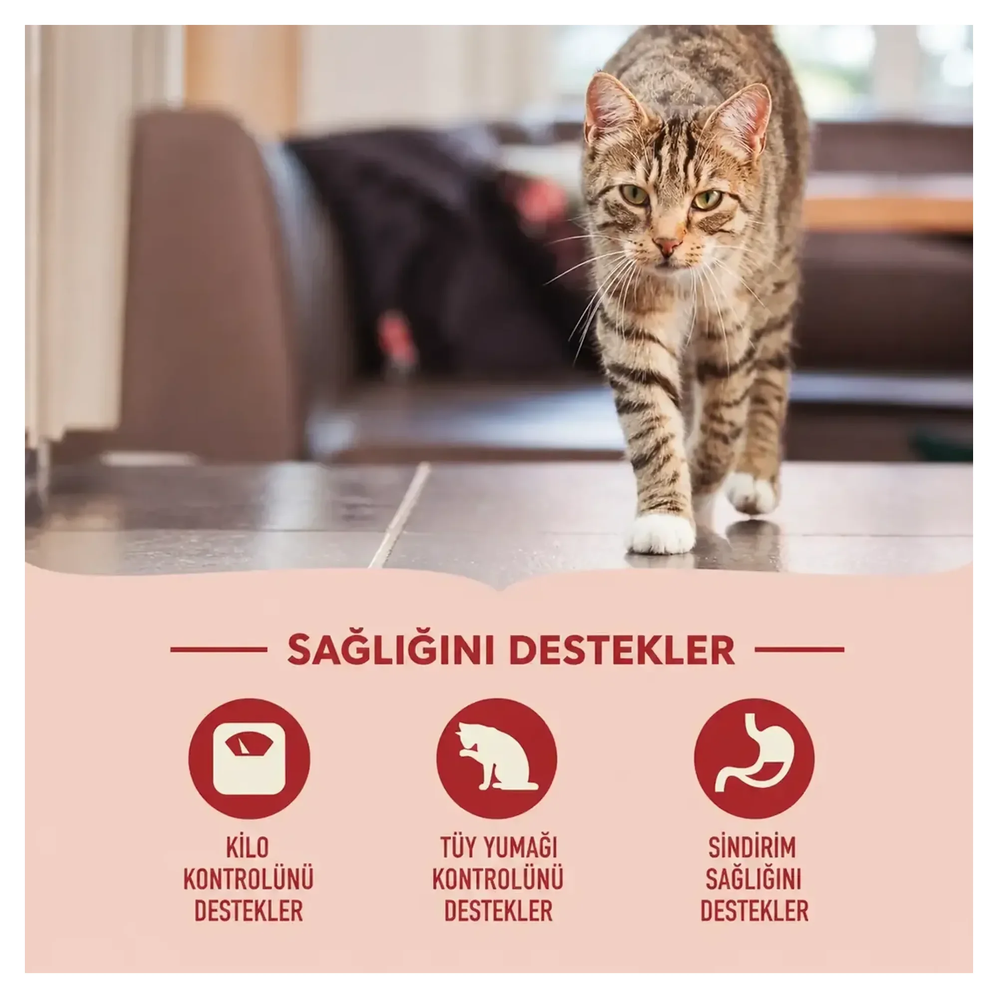 Acana Indoor Entree Hairball Control Tavuklu ve Ringa Balıklı Kısırlaştırılmış Kedi Maması 1.8 KG — Kuru Mama, 1.8 kg — Görsel 2