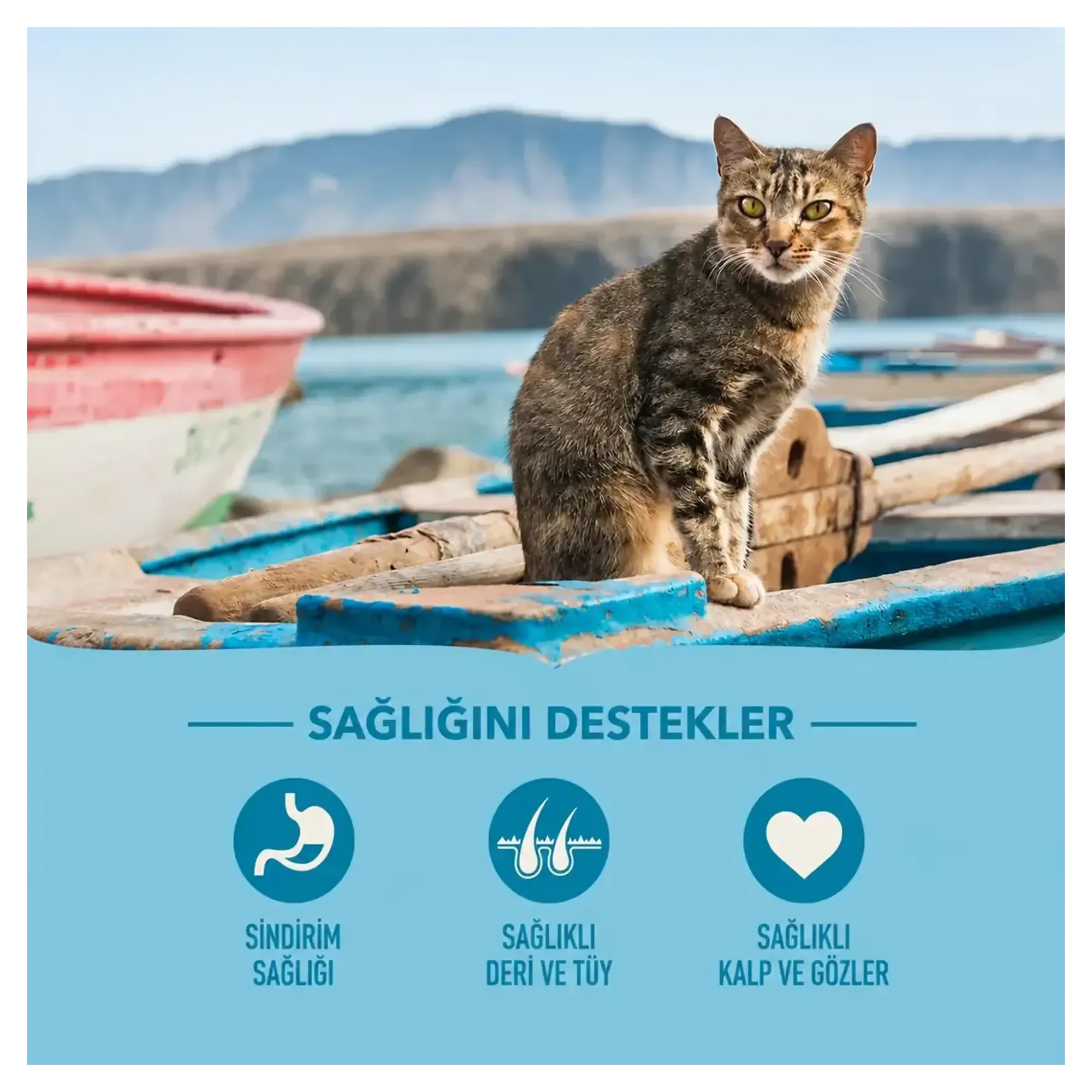 Acana Pacifica Balıklı Tahılsız Kedi Maması 4.5 KG — Normal — Görsel 2