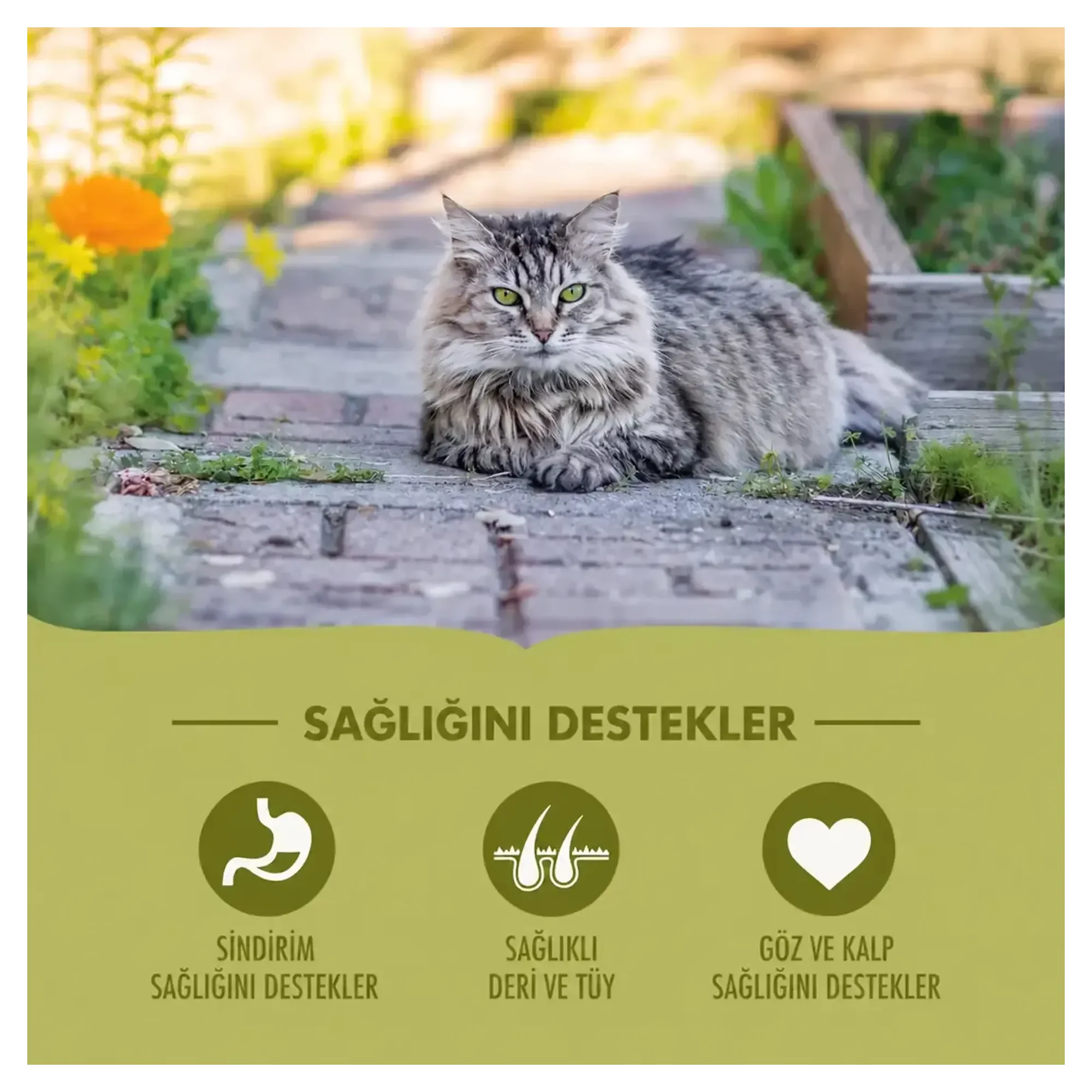 Acana Grasslands Yüksek Proteinli Ördekli ve Tavuklu Tahılsız Kedi Maması 4.5 KG — Normal, 4.5 kg — Görsel 2