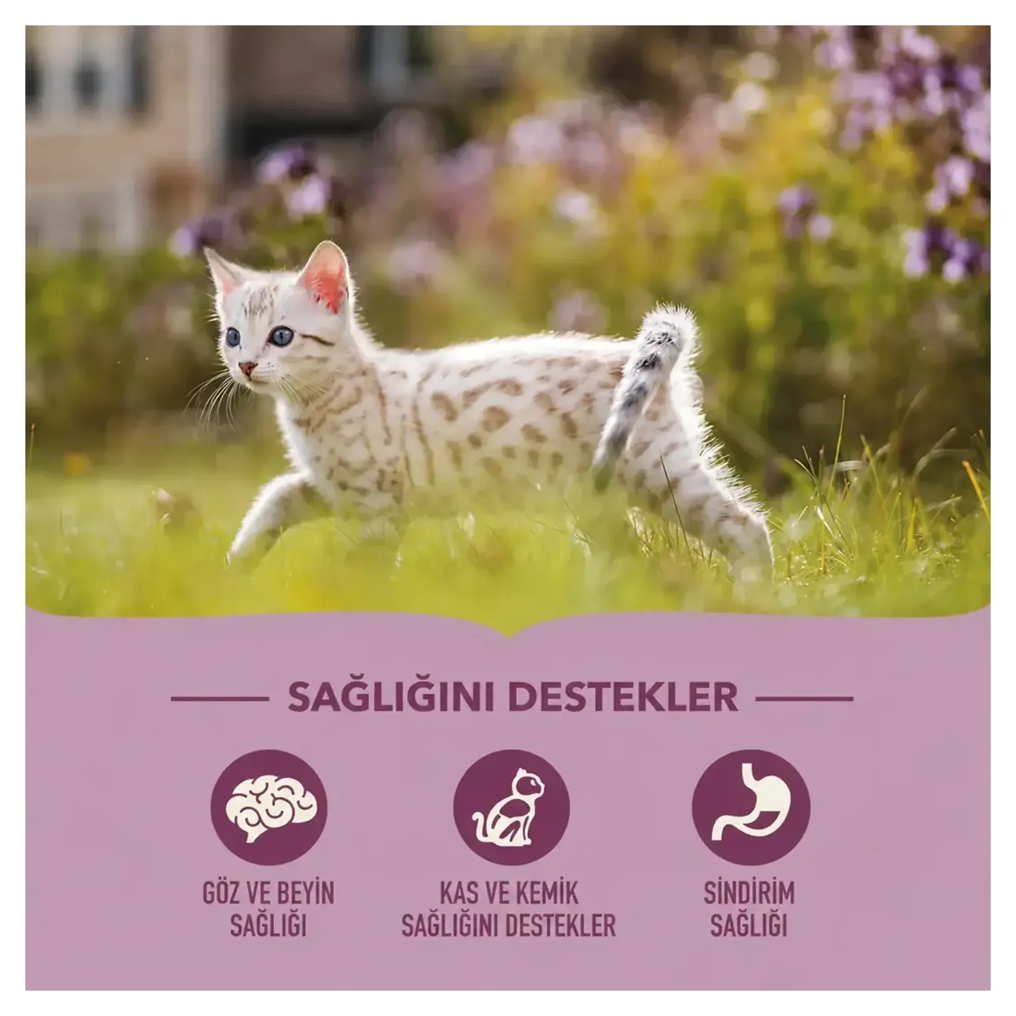 Acana Kitten Yüksek Proteinli Tahılsız Yavru Kedi Maması 1.8 KG — Normal — Görsel 2
