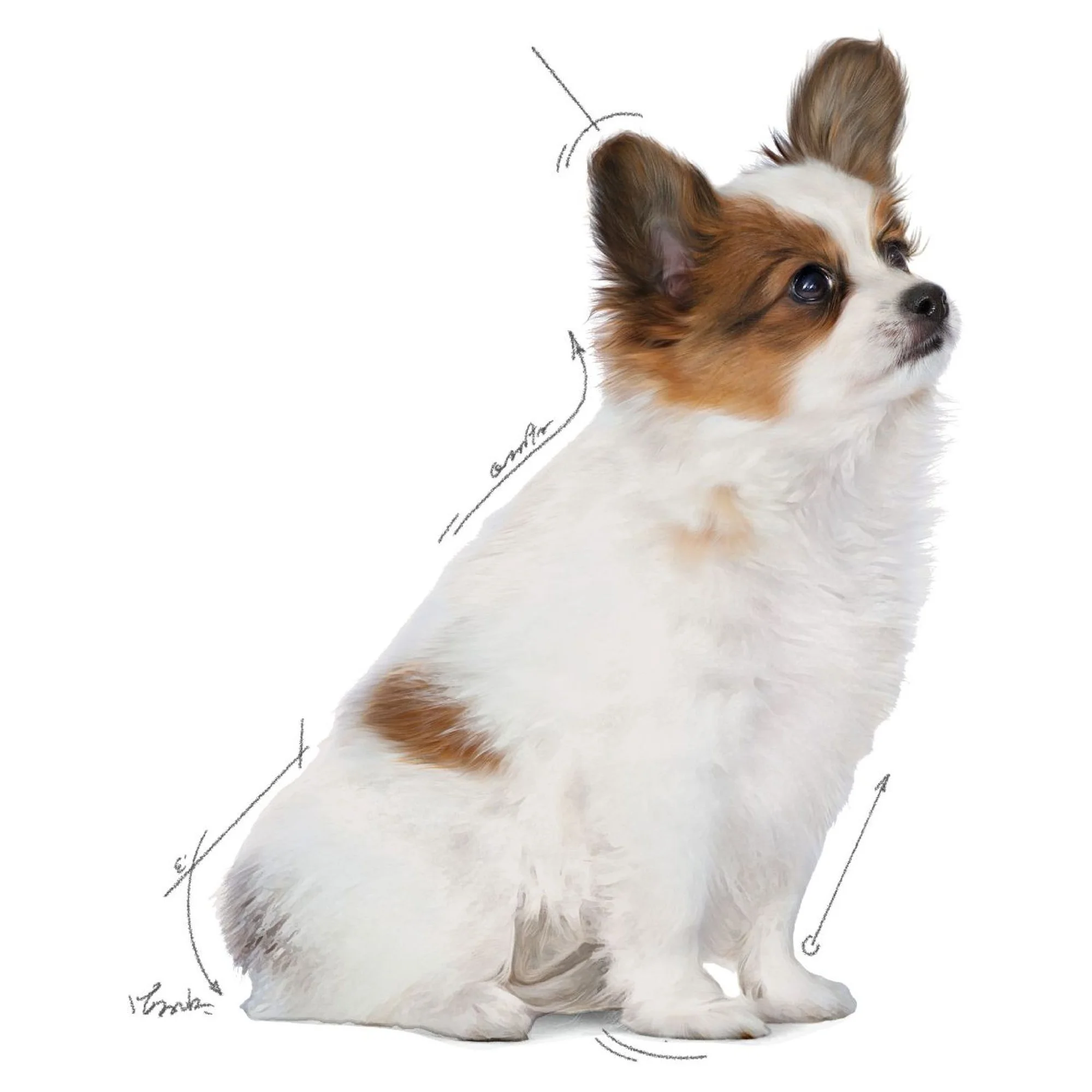 Royal Canin X-Small Küçük Irk Yavru Köpek Maması 500 G — Normal, 565 g — Görsel 3