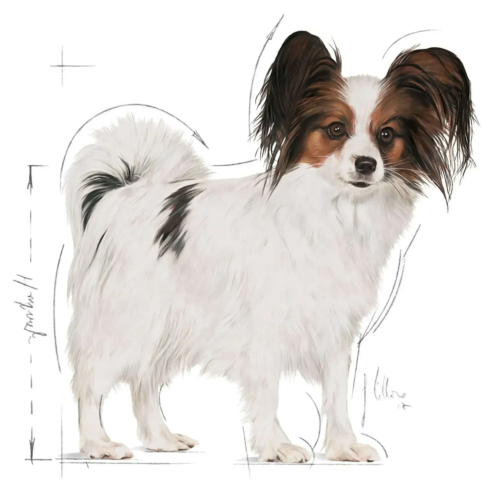 Royal Canin Royal Canin X-Small Küçük Irk Yetişkin Köpek Maması 1.5 KG — Normal, 1.6 kg — Görsel 3