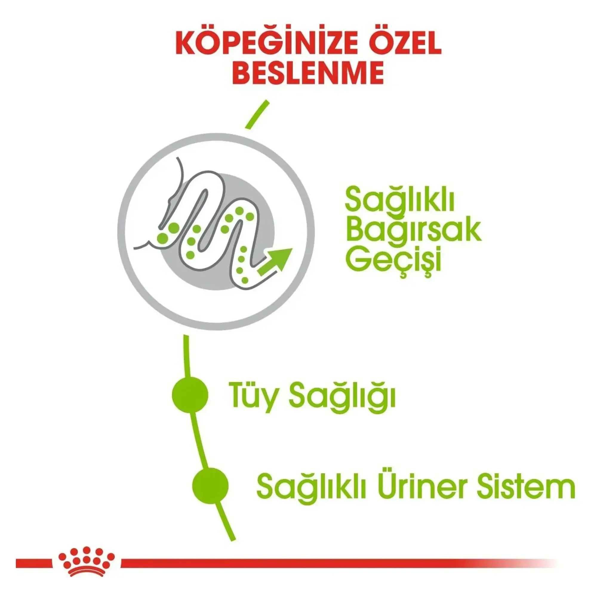 Royal Canin Royal Canin X-Small Küçük Irk Yetişkin Köpek Maması 3 KG — Normal, 3.1 kg — Görsel 4