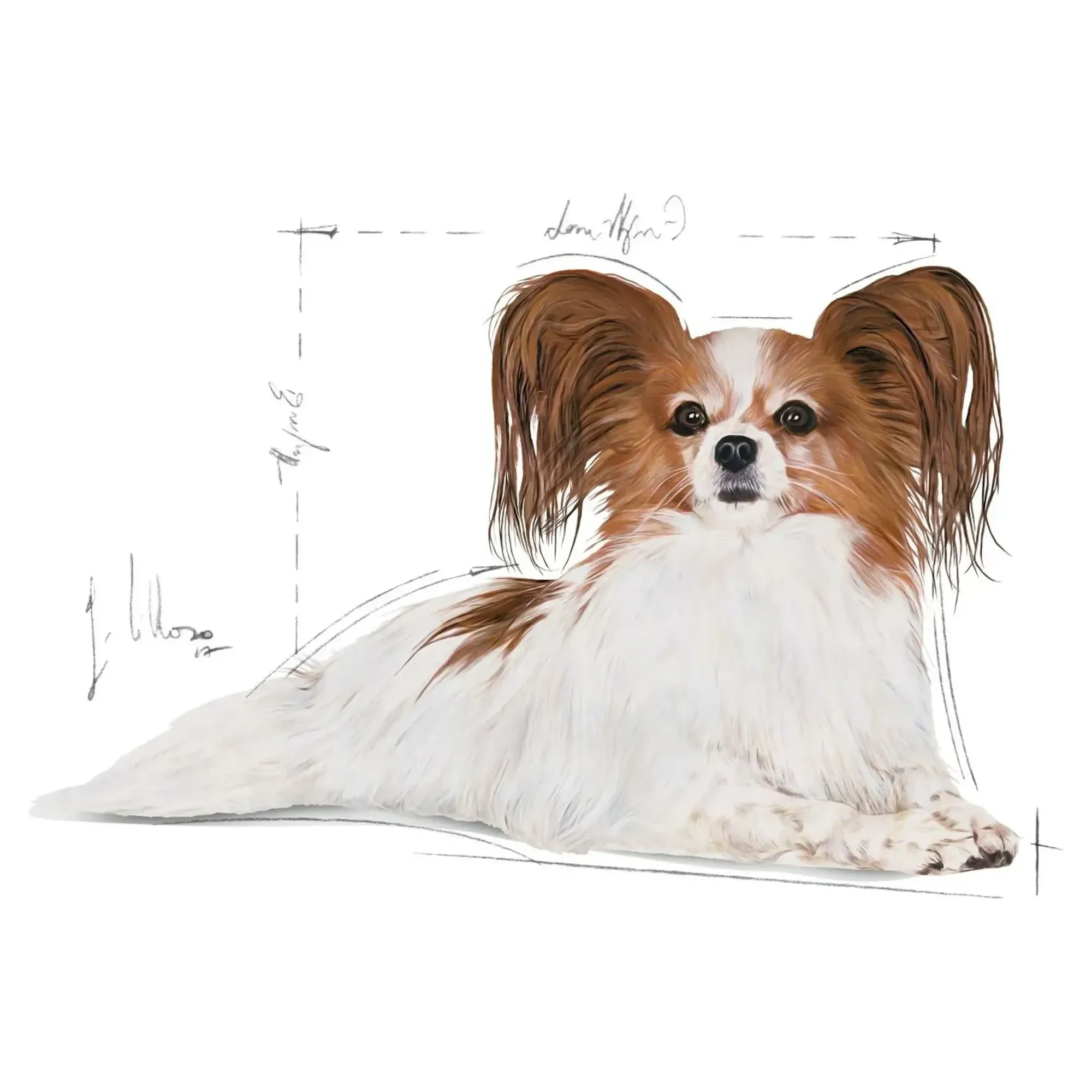 Royal Canin Royal Canin X-Small Ageing 12+ Yaş Küçük Irk Yaşlı Köpek Maması 1.5 KG — Normal, 1.6 kg — Görsel 3