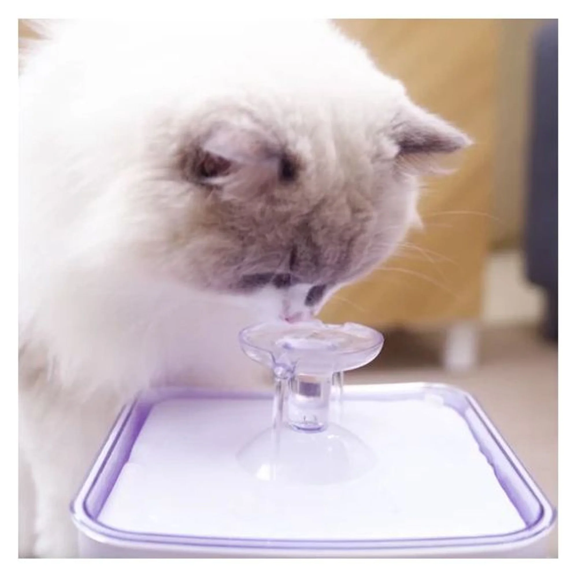 Aclium Aclıum Kedi Su Sebili — Su Kapları, 450 g — Görsel 2