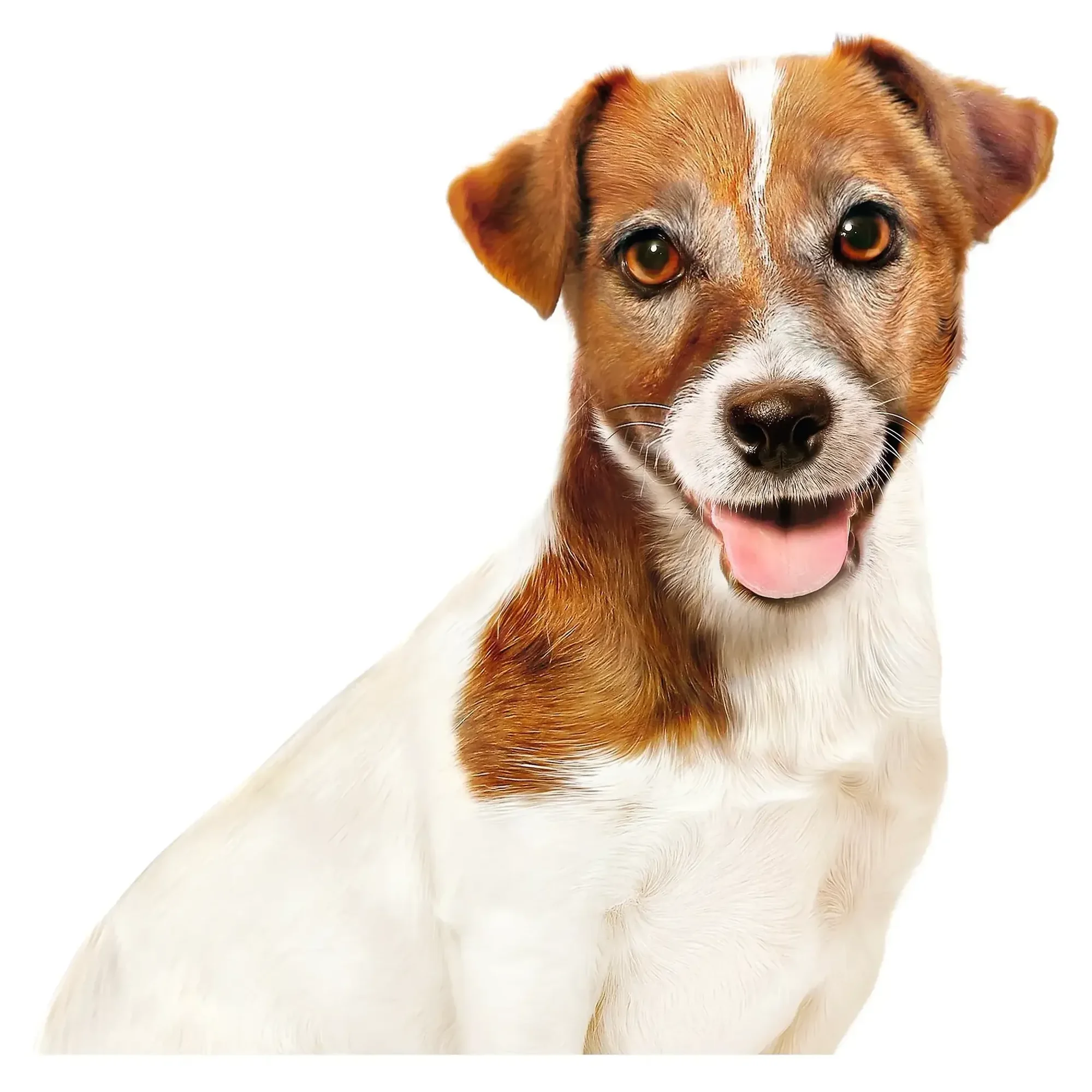 Royal Canin Royal Canin Mini Ageing +12 Yaş Mini Irk Soslu Yaşlı Köpek Konservesi 85 G — Normal, 90 g — Görsel 3