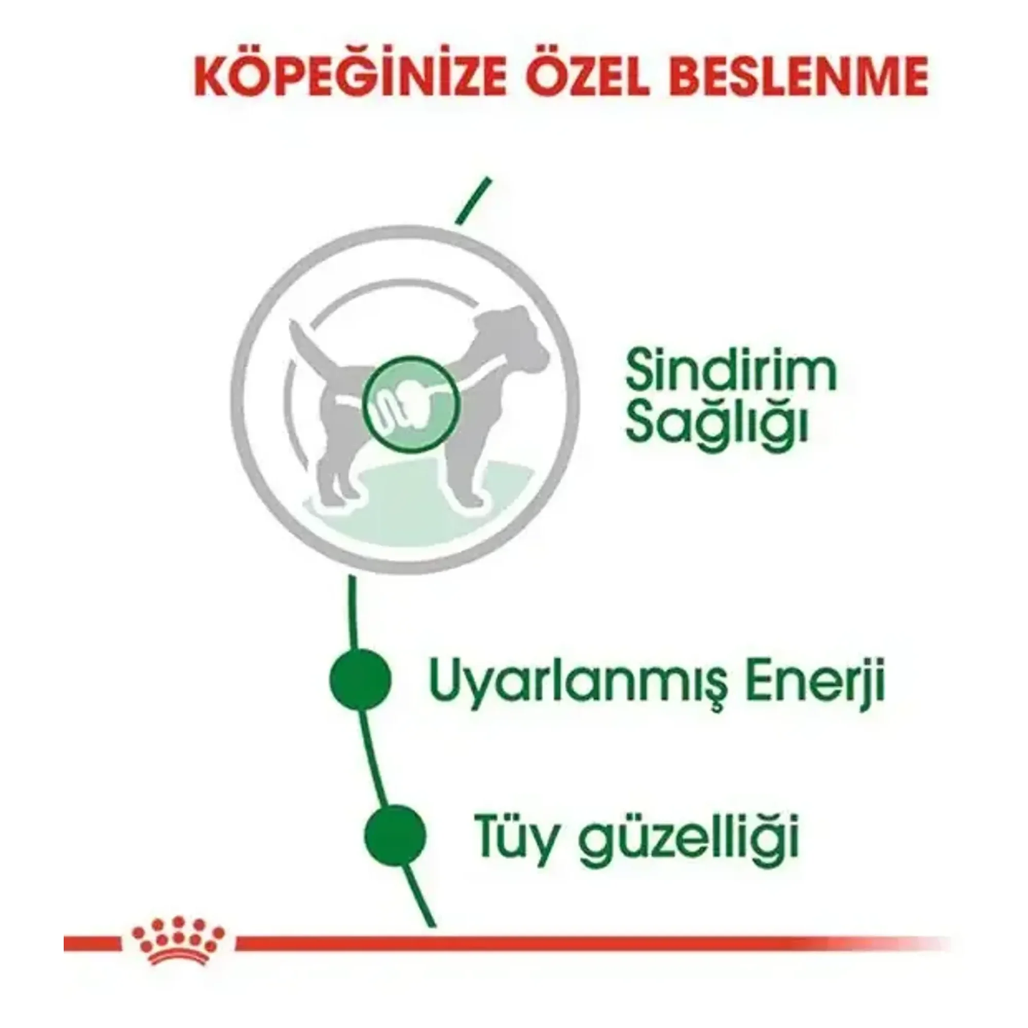 Royal Canin Royal Canin Mini Adult Küçük Irk Yetişkin Köpek Maması 85 G — Normal, 90 g — Görsel 4