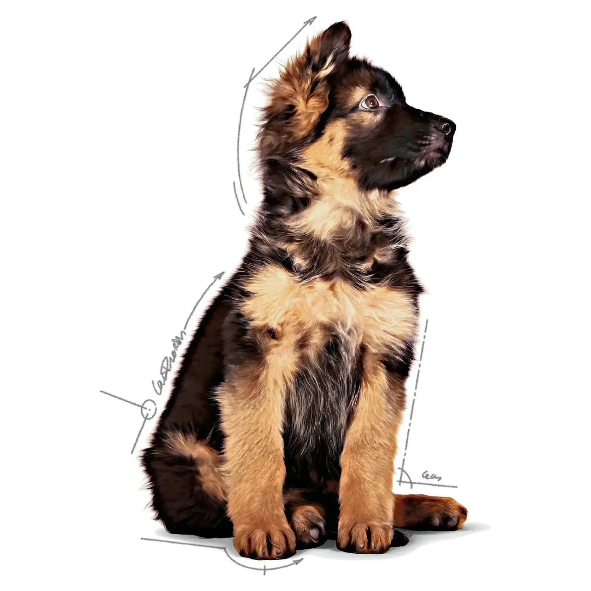 Royal Canin Royal Canin Sos İçinde Büyük Irk Yavru Köpek Konservesi 140 G — Normal, 150 g — Görsel 2