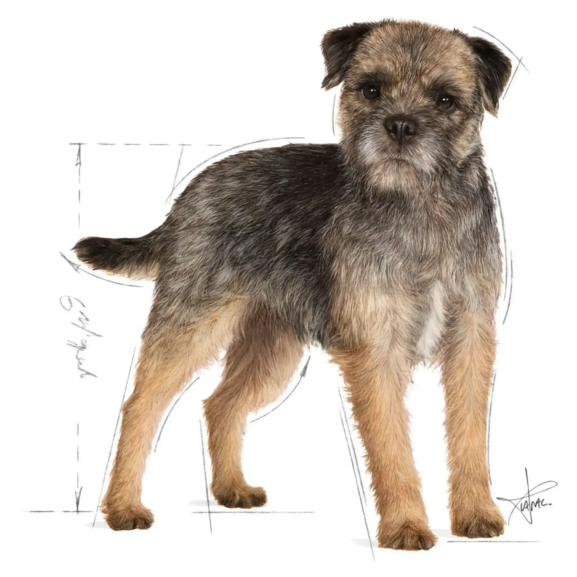 Royal Canin Royal Canin CCN Sterilised Kısırlaştırılmış Yetişkin Köpek Konservesi 85 G — 90 g — Görsel 3