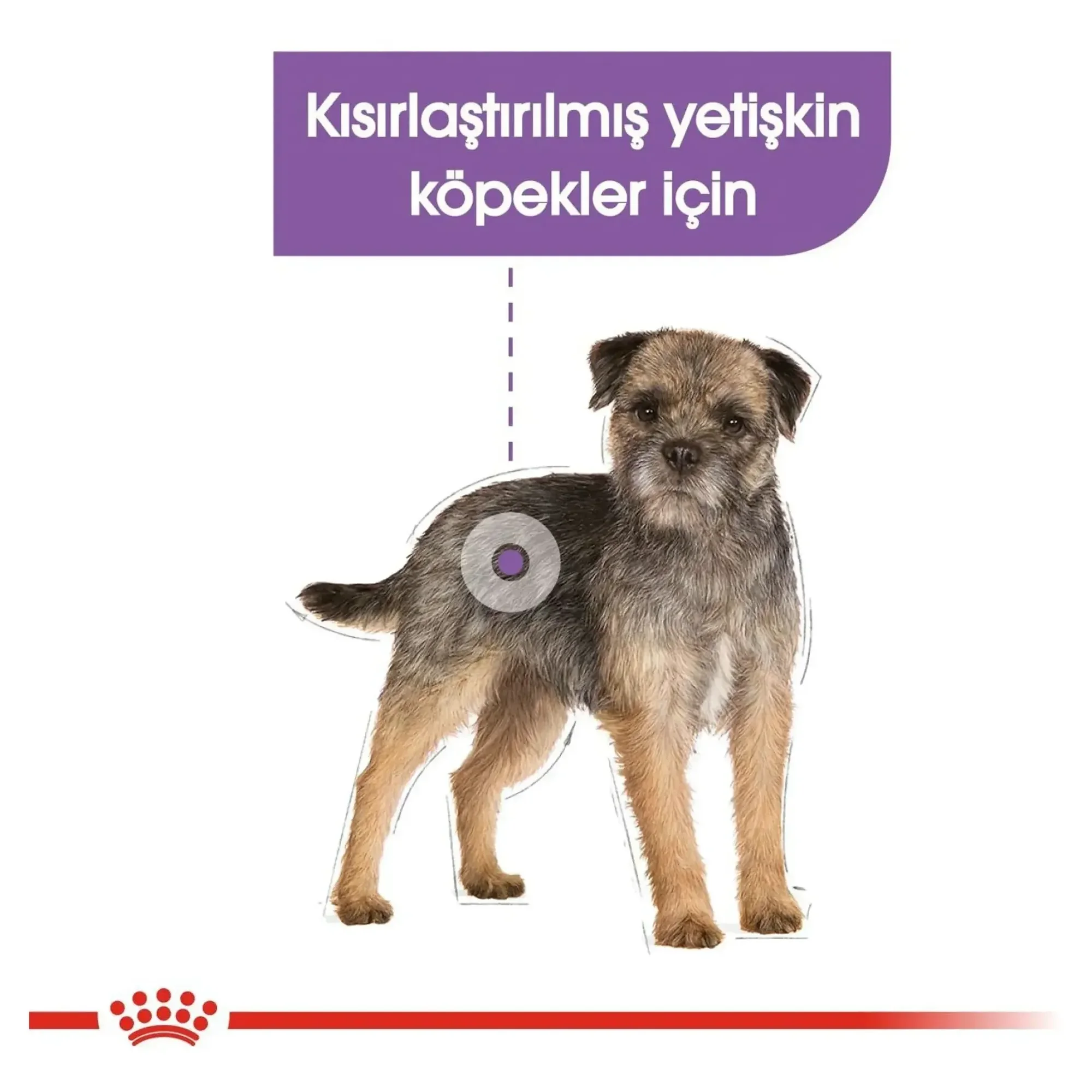 Royal Canin Royal Canin CCN Sterilised Kısırlaştırılmış Yetişkin Köpek Konservesi 85 G — 90 g — Görsel 4