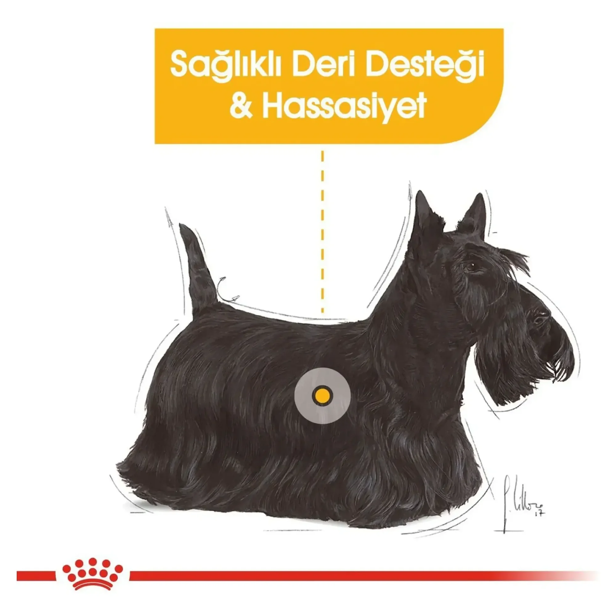 Royal Canin Royal Canin CCN Dermacomfort Küçük Irk Yetişkin Köpek Konservesi 85 G — Normal, 90 g — Görsel 4
