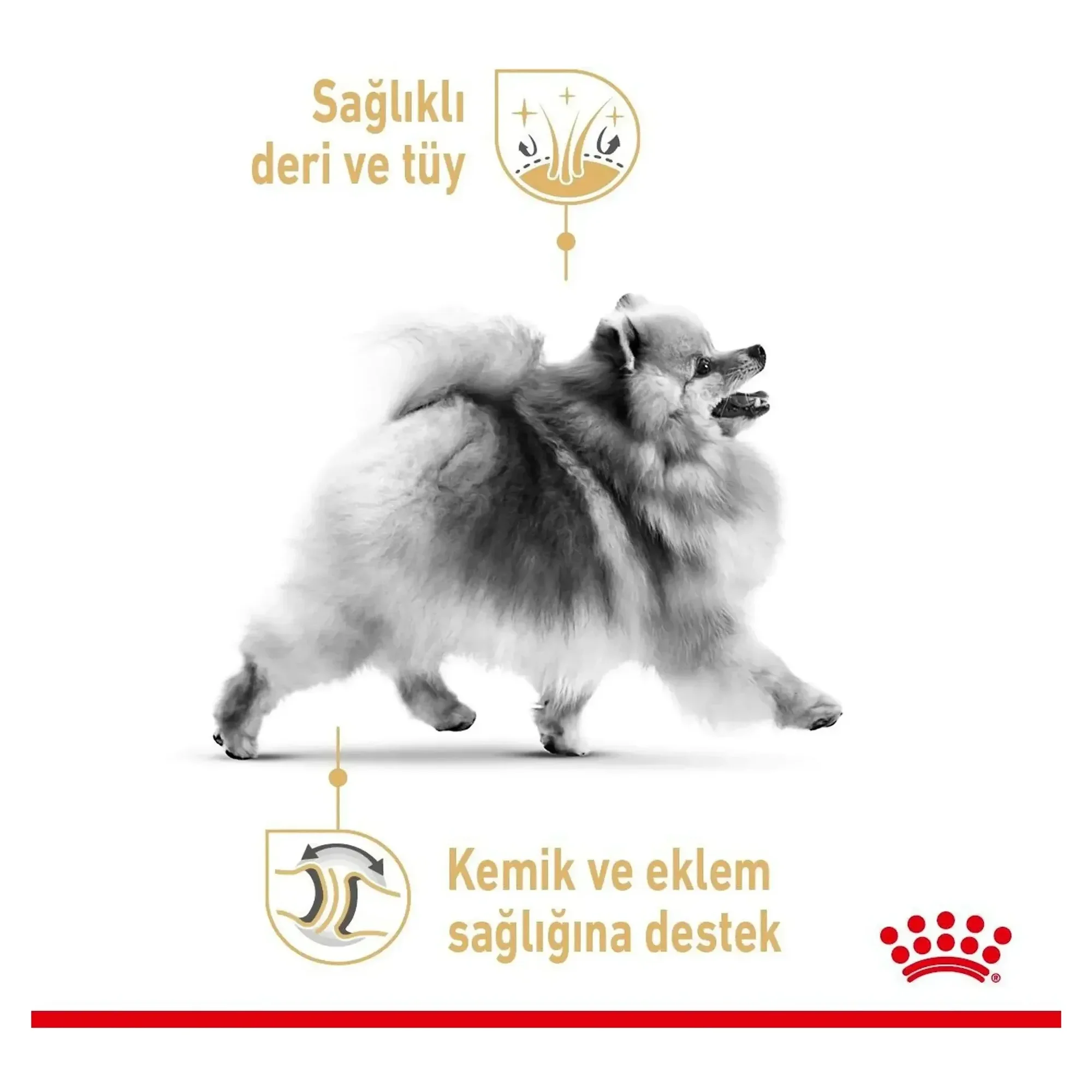 Royal Canin Royal Canin Pomeranian Yetişkin Köpek Maması 1.5 KG — Normal, 1.6 kg — Görsel 5