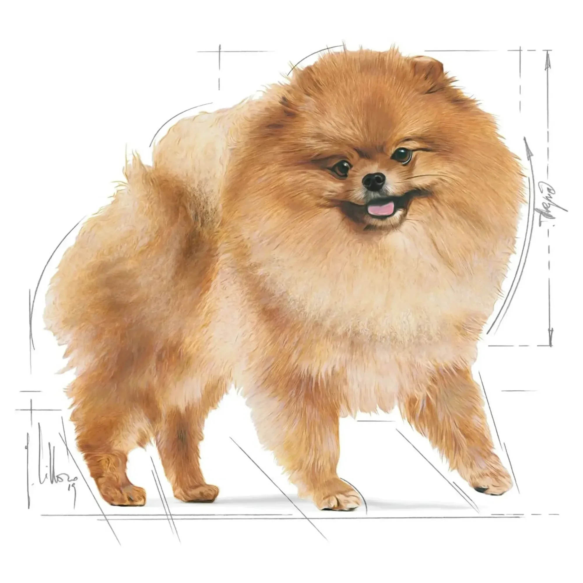 Royal Canin Royal Canin Pomeranian Yetişkin Köpek Konservesi 85 G — Normal, 90 g — Görsel 3