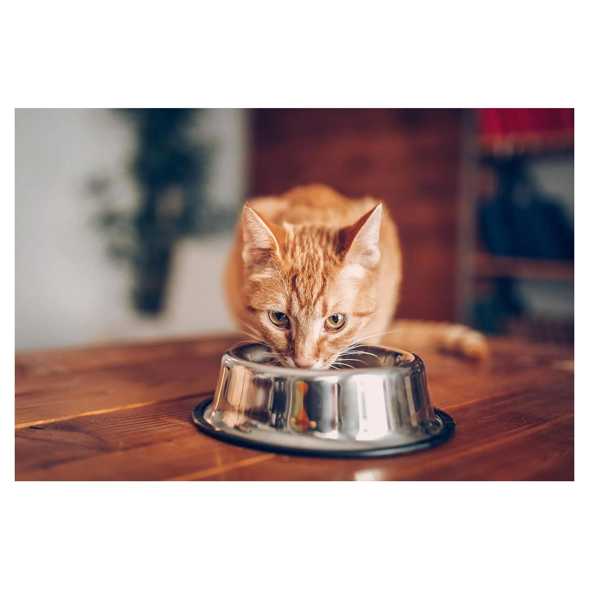 Whiskas Biftek ve Tavuklu Yetişkin Kedi Maması 14 KG — Normal, 14.2 kg — Görsel 5