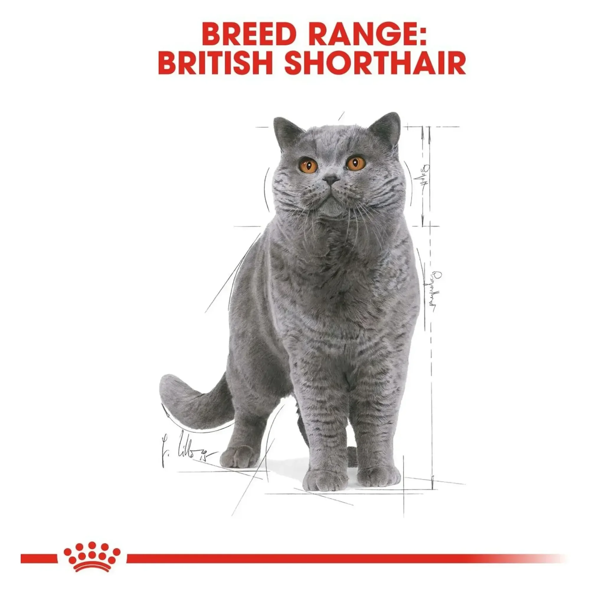 Royal Canin Royal Canin Pouch British Yetişkin Kedi Konservesi 85 G — Normal, 90 g — Görsel 3