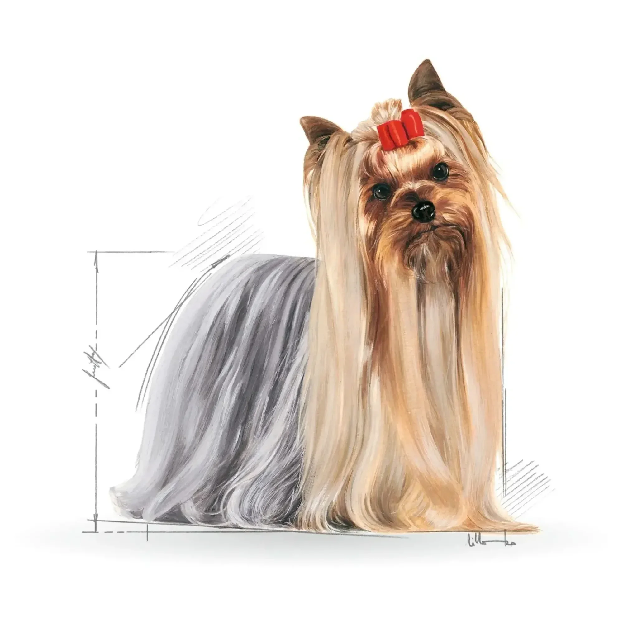 Royal Canin Royal Canin Yorkshire Terrier Yetişkin Köpek Konservesi 85 G — Normal, 90 g — Görsel 2