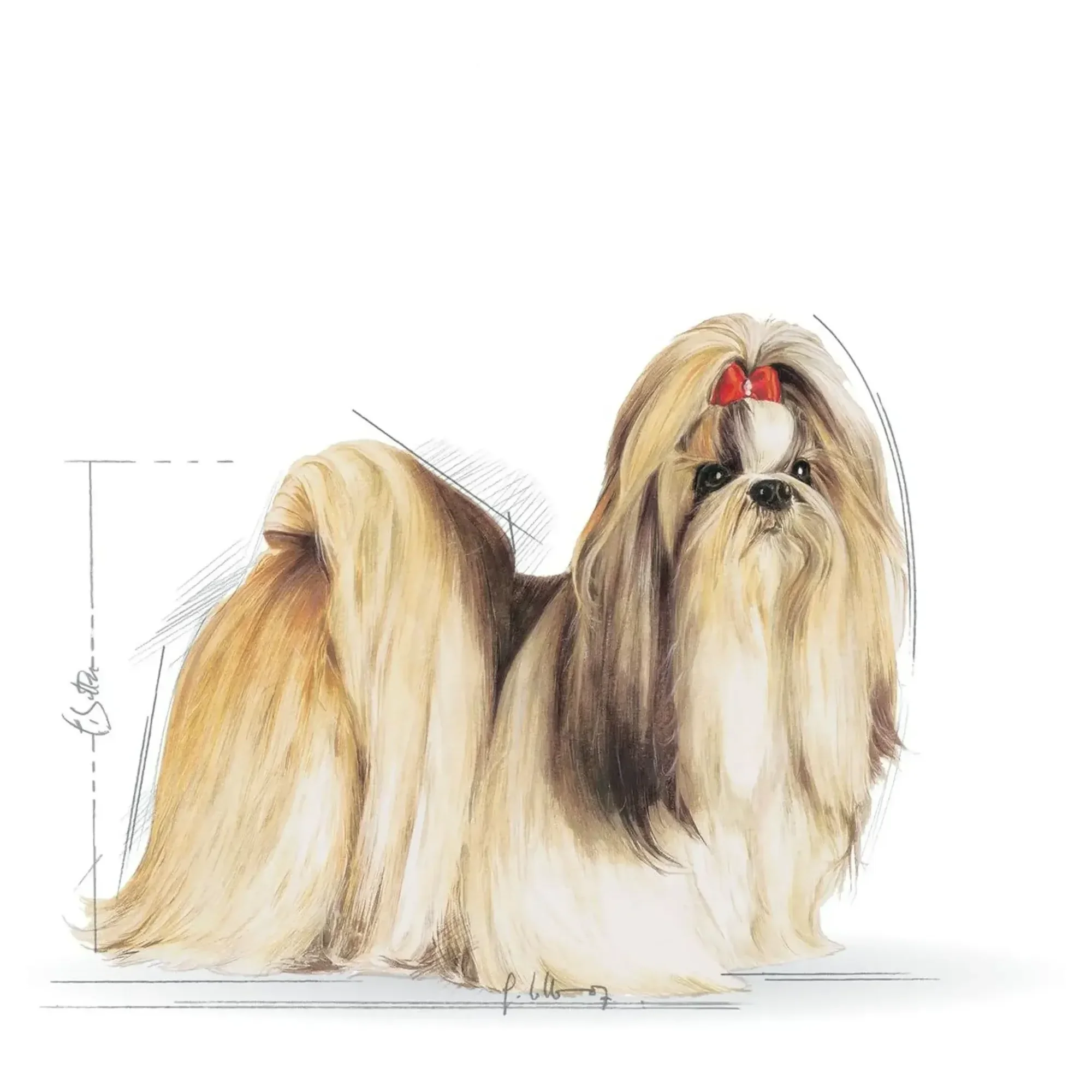 Royal Canin Royal Canin Shih Tzu Yetişkin Köpek Maması 1.5 KG — Normal, 1.6 kg — Görsel 3