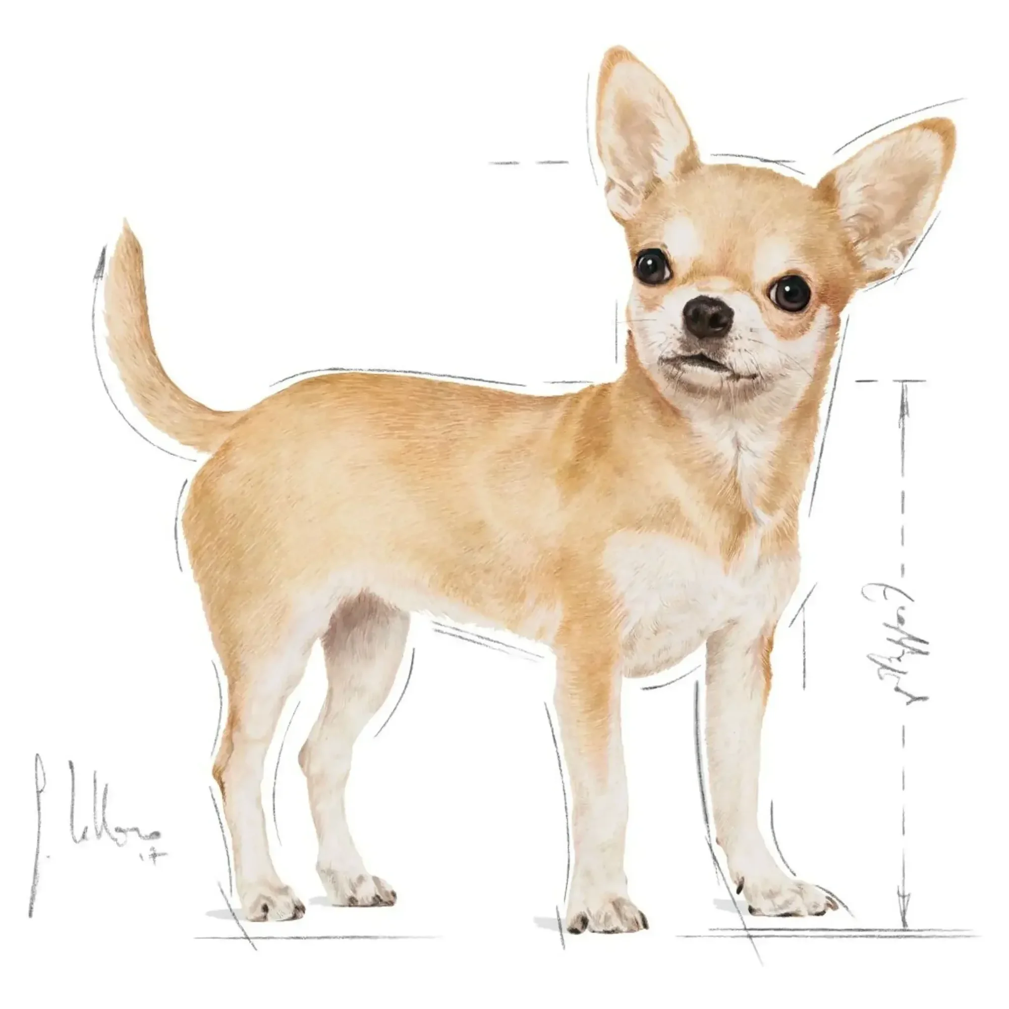 Royal Canin Royal Canin Chihuahua Yetişkin Köpek Maması 1.5 KG — Normal, 1.6 kg — Görsel 3