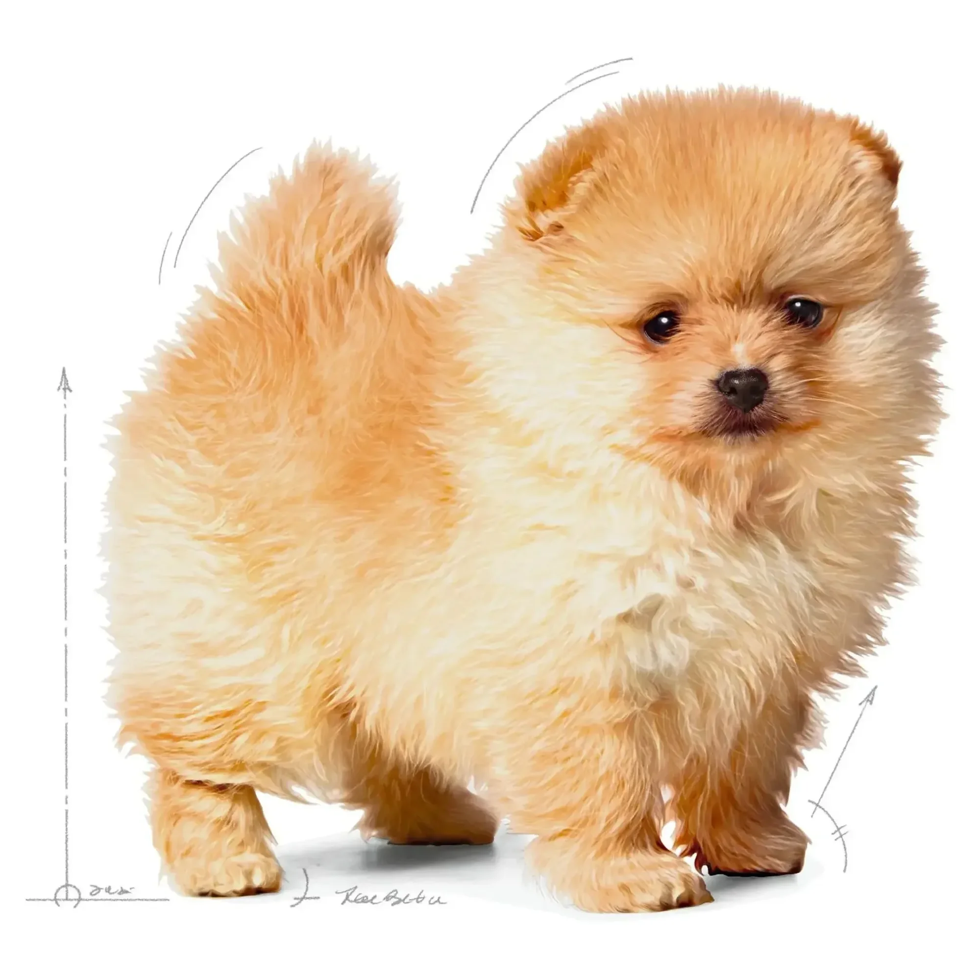 Royal Canin Royal Canin Mini Indoor Küçük Irk Yavru Köpek Maması 1.5 KG — Normal, 1.6 kg — Görsel 3