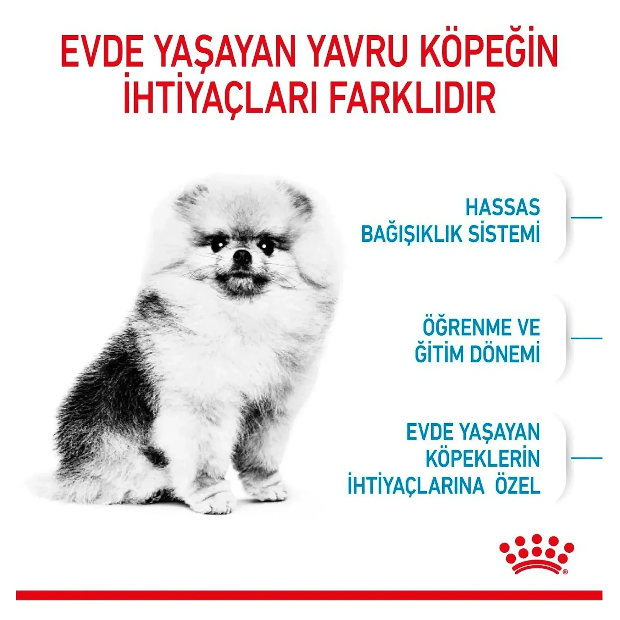 Royal Canin Royal Canin Mini Indoor Küçük Irk Yavru Köpek Maması 1.5 KG — Normal, 1.6 kg — Görsel 6