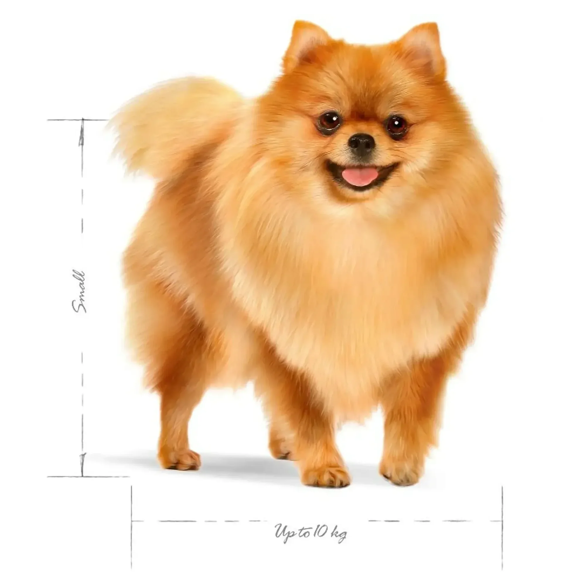 Royal Canin Royal Canin Mini Indoor Adult Yetişkin Köpek Maması 1.5 KG — Normal, 1.6 kg — Görsel 3