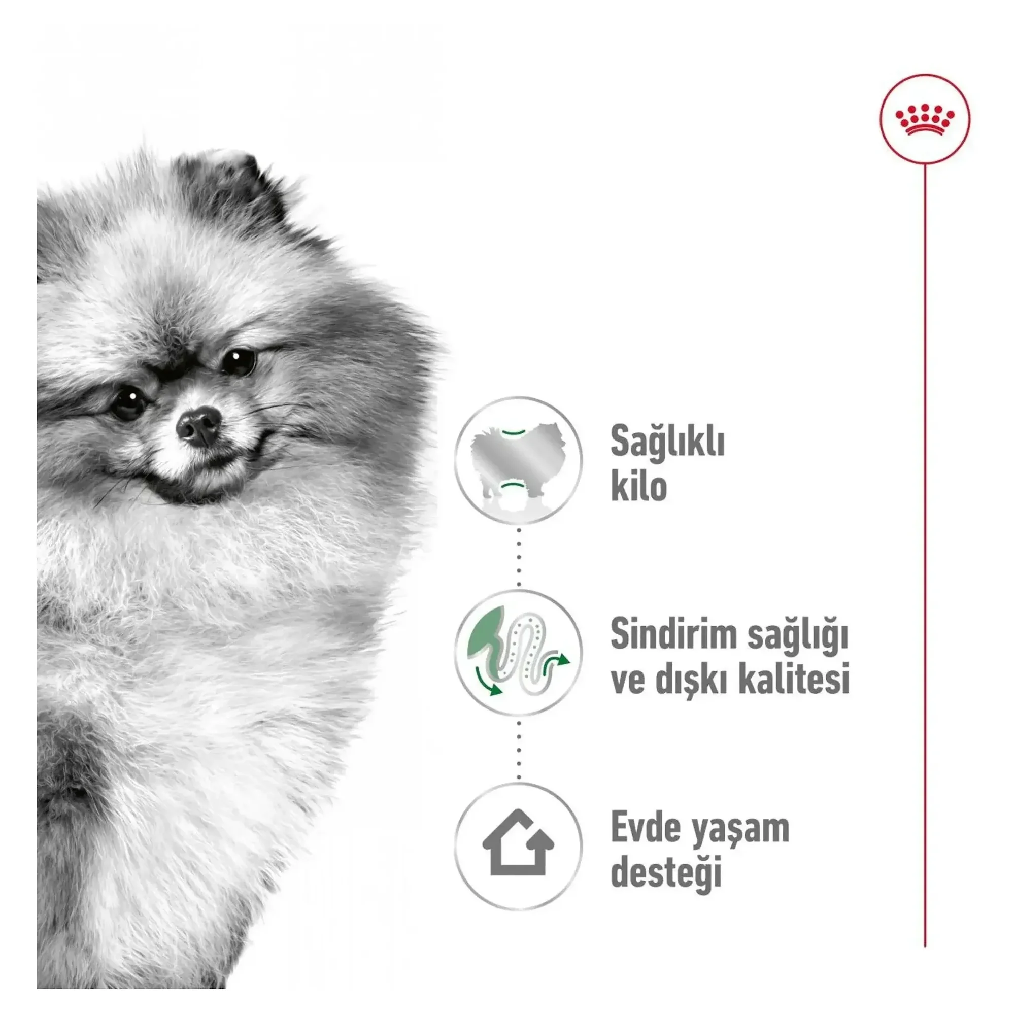 Royal Canin Royal Canin Mini Indoor Adult Yetişkin Köpek Maması 1.5 KG — Normal, 1.6 kg — Görsel 6