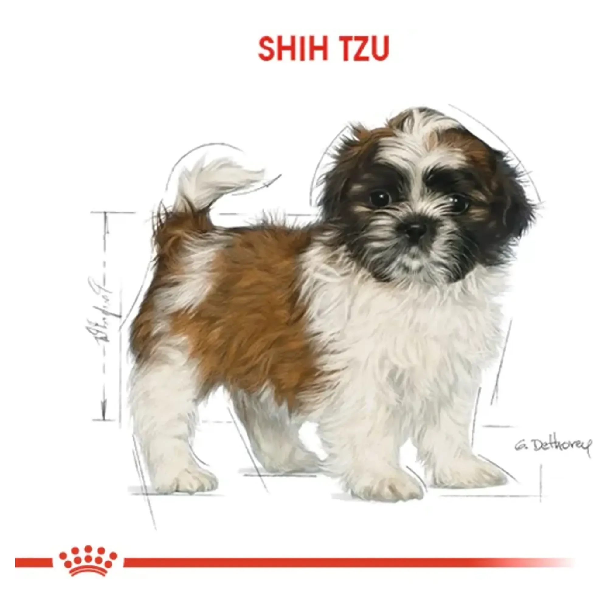Royal Canin Royal Canin Shih Tzu Yavru Köpek Maması 1.5 KG — Normal, 1.6 kg — Görsel 6