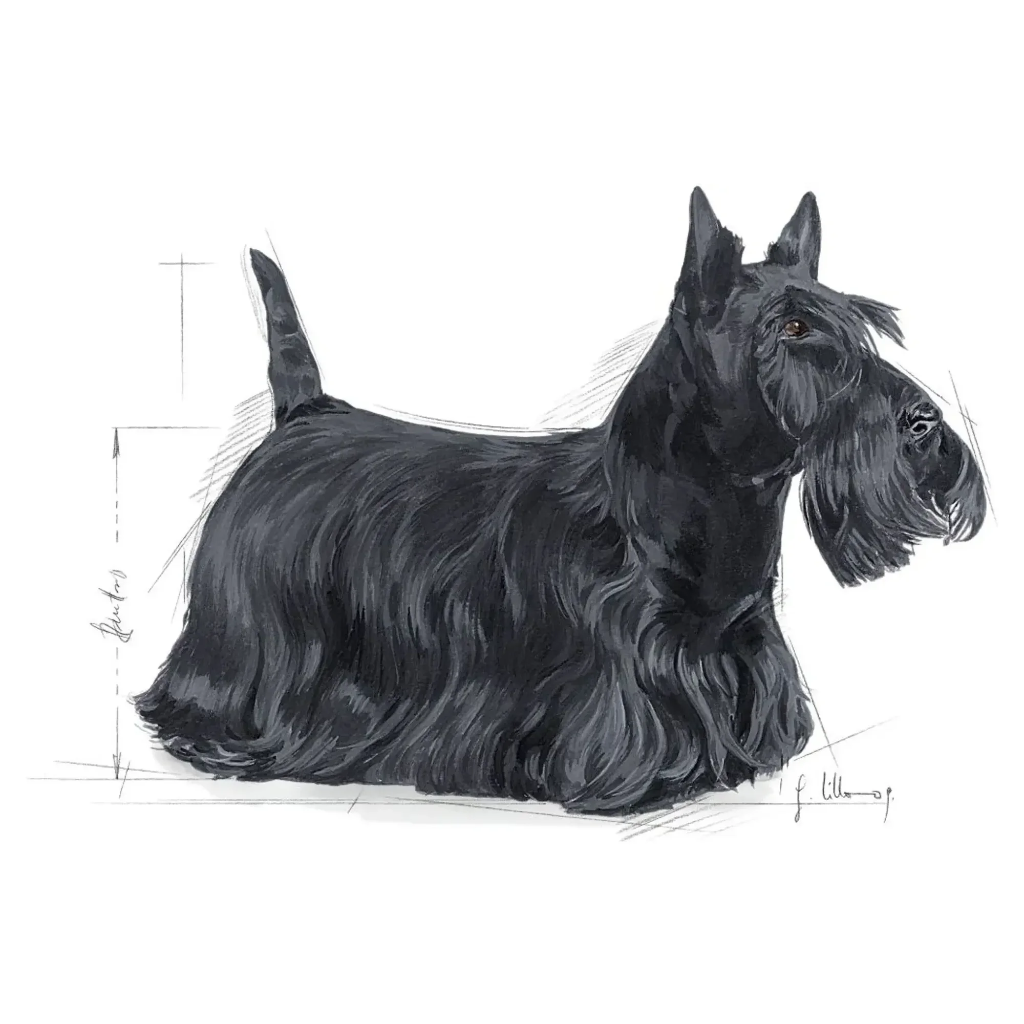 Royal Canin Royal Canin Dermacomfort Mini Yetişkin Köpek Maması 3 KG — Normal, 3.1 kg — Görsel 2