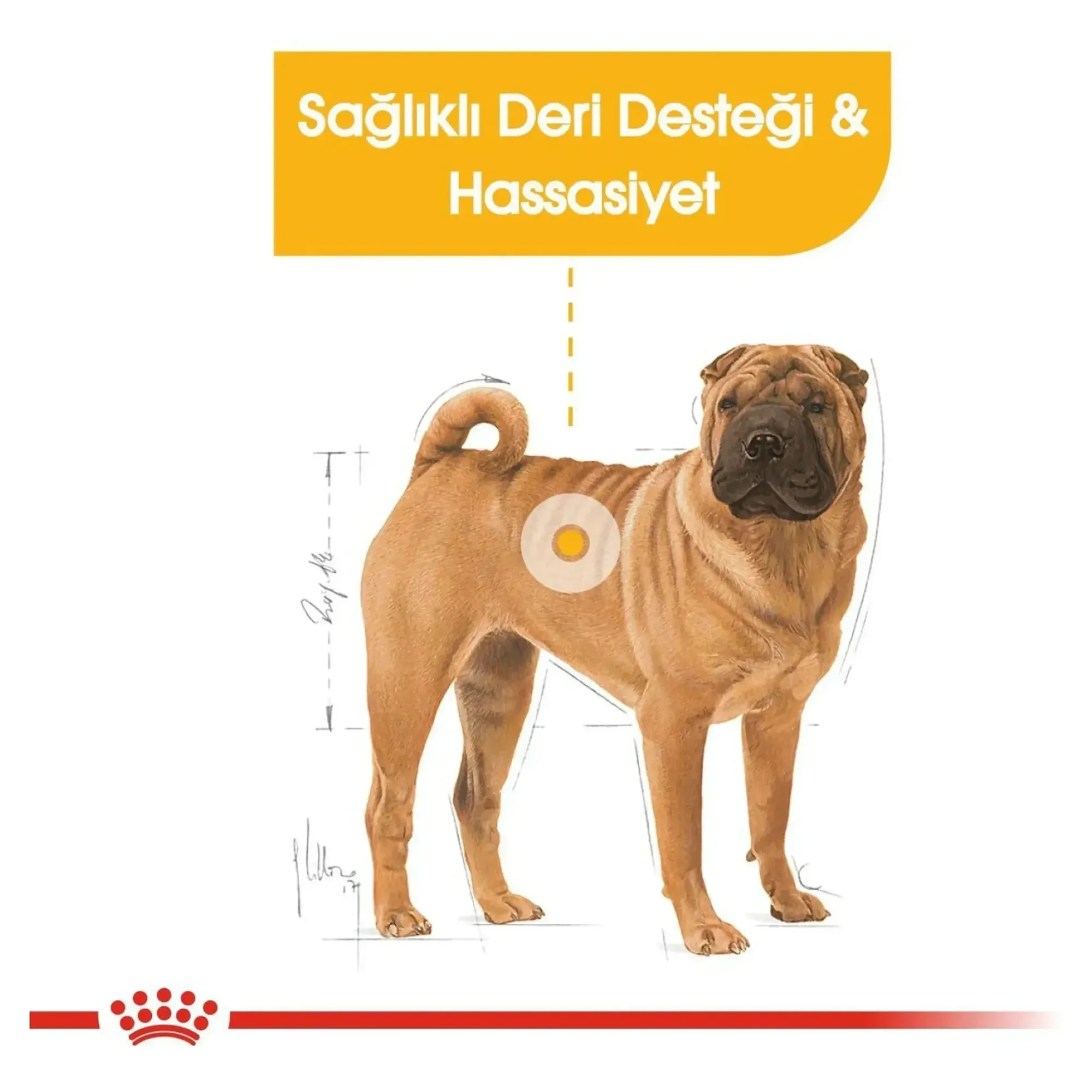 Royal Canin Royal Canin Medium Dermacomfort Deri ve Tüy Sağlığı için Orta Irk Yetişkin Köpek Maması 12 KG — Normal, 12.2 kg — Görsel 3