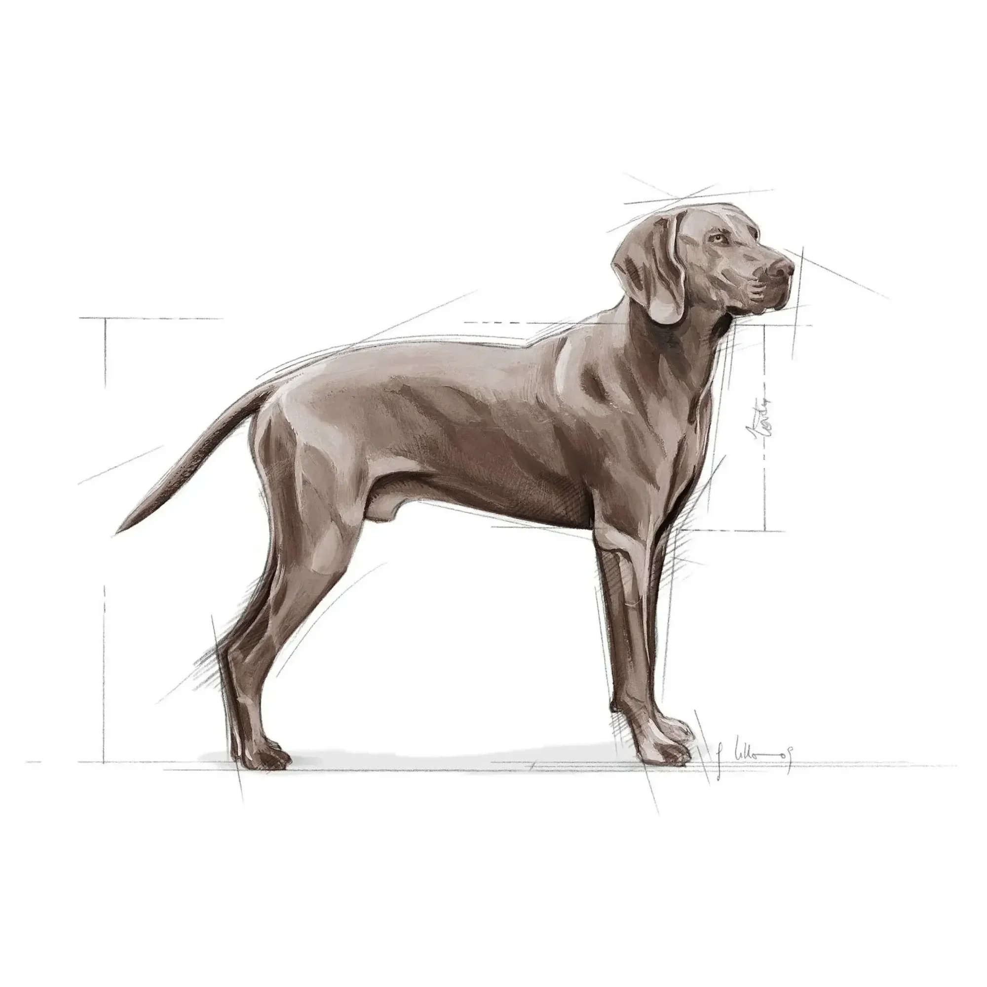Royal Canin Royal Canin Dermacomfort Maxi Yetişkin Köpek Maması 12 KG — Normal, 12.5 kg — Görsel 3