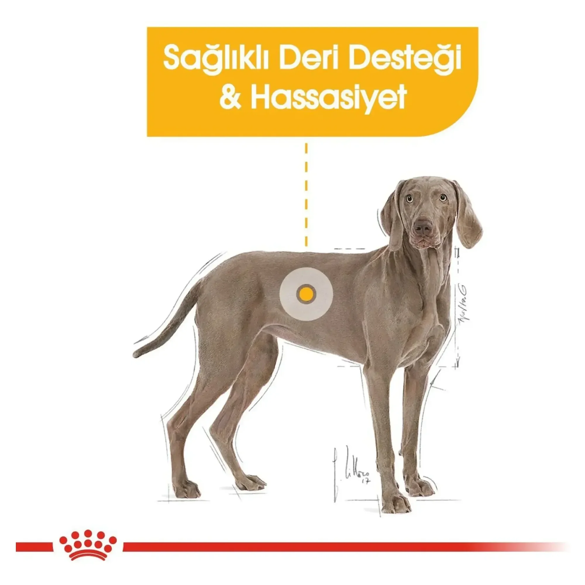 Royal Canin Royal Canin Dermacomfort Maxi Yetişkin Köpek Maması 12 KG — Normal, 12.5 kg — Görsel 5