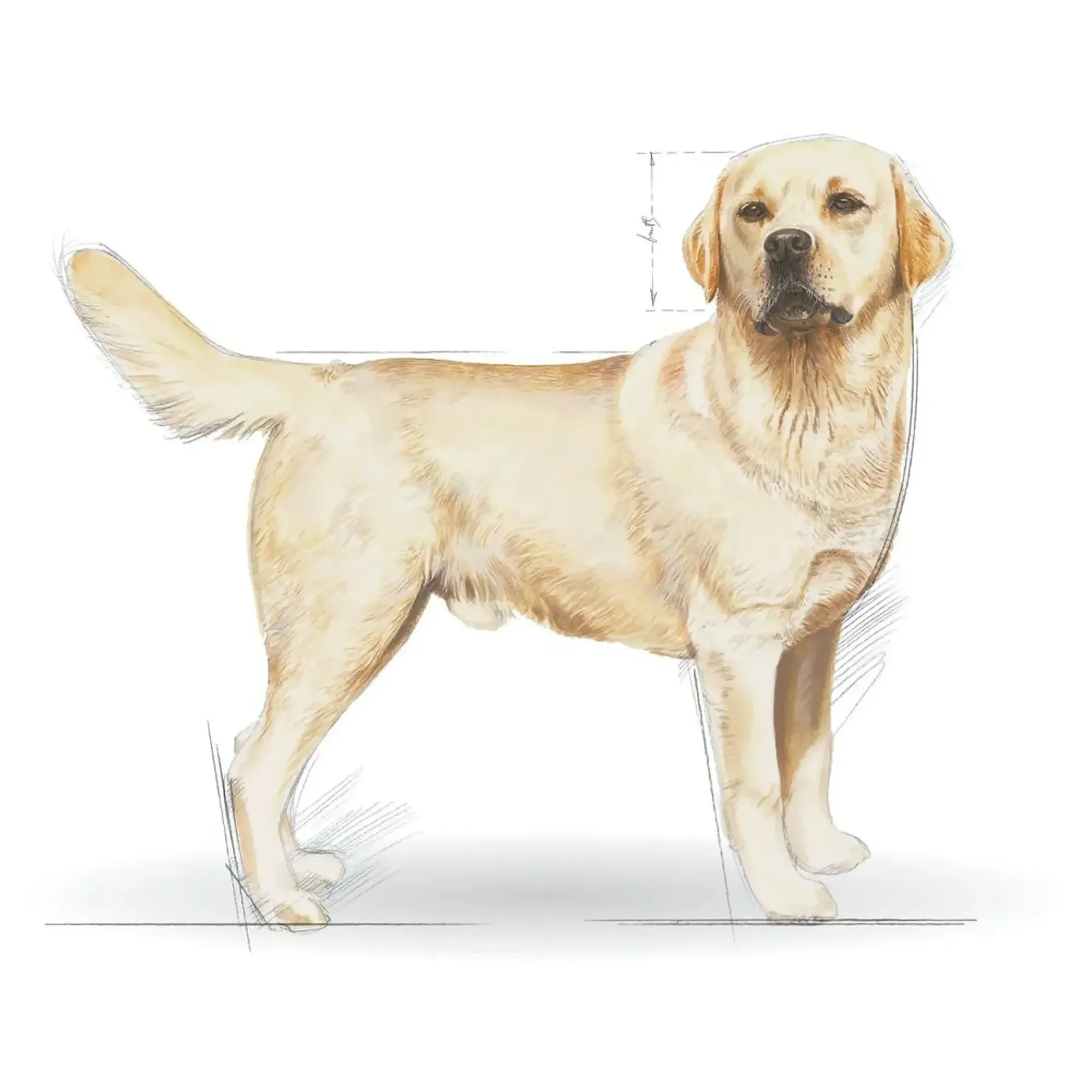 Royal Canin Royal Canin Adult Labrador Retriever Yetişkin Köpek Maması 12 KG — Normal, 12.5 kg — Görsel 2