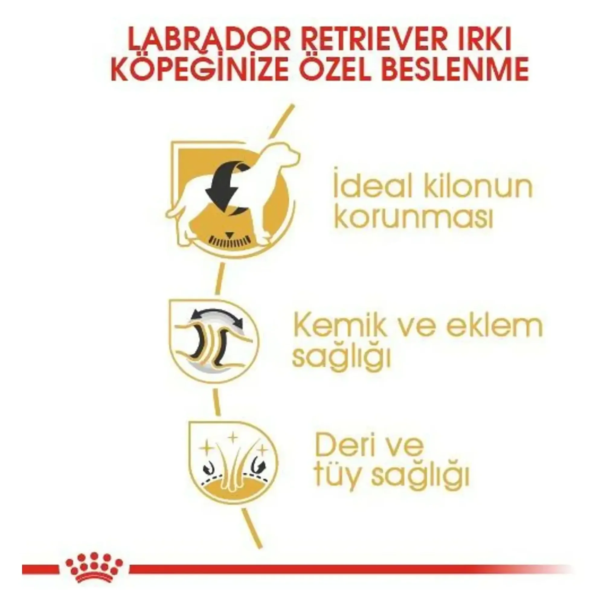 Royal Canin Royal Canin Adult Labrador Retriever Yetişkin Köpek Maması 12 KG — Normal, 12.5 kg — Görsel 3