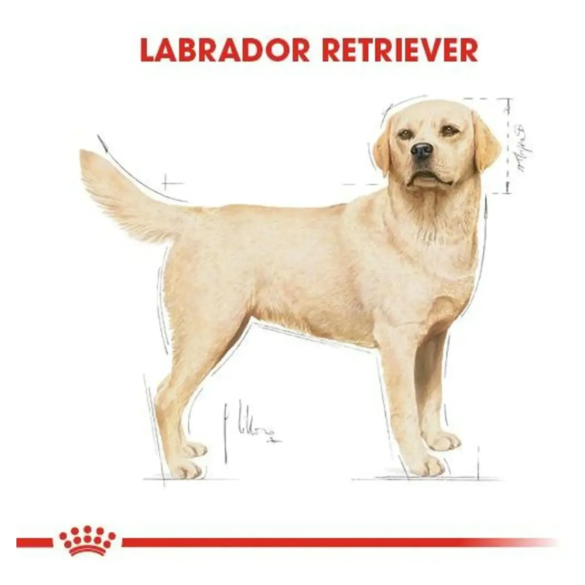 Royal Canin Royal Canin Adult Labrador Retriever Yetişkin Köpek Maması 12 KG — Normal, 12.5 kg — Görsel 5