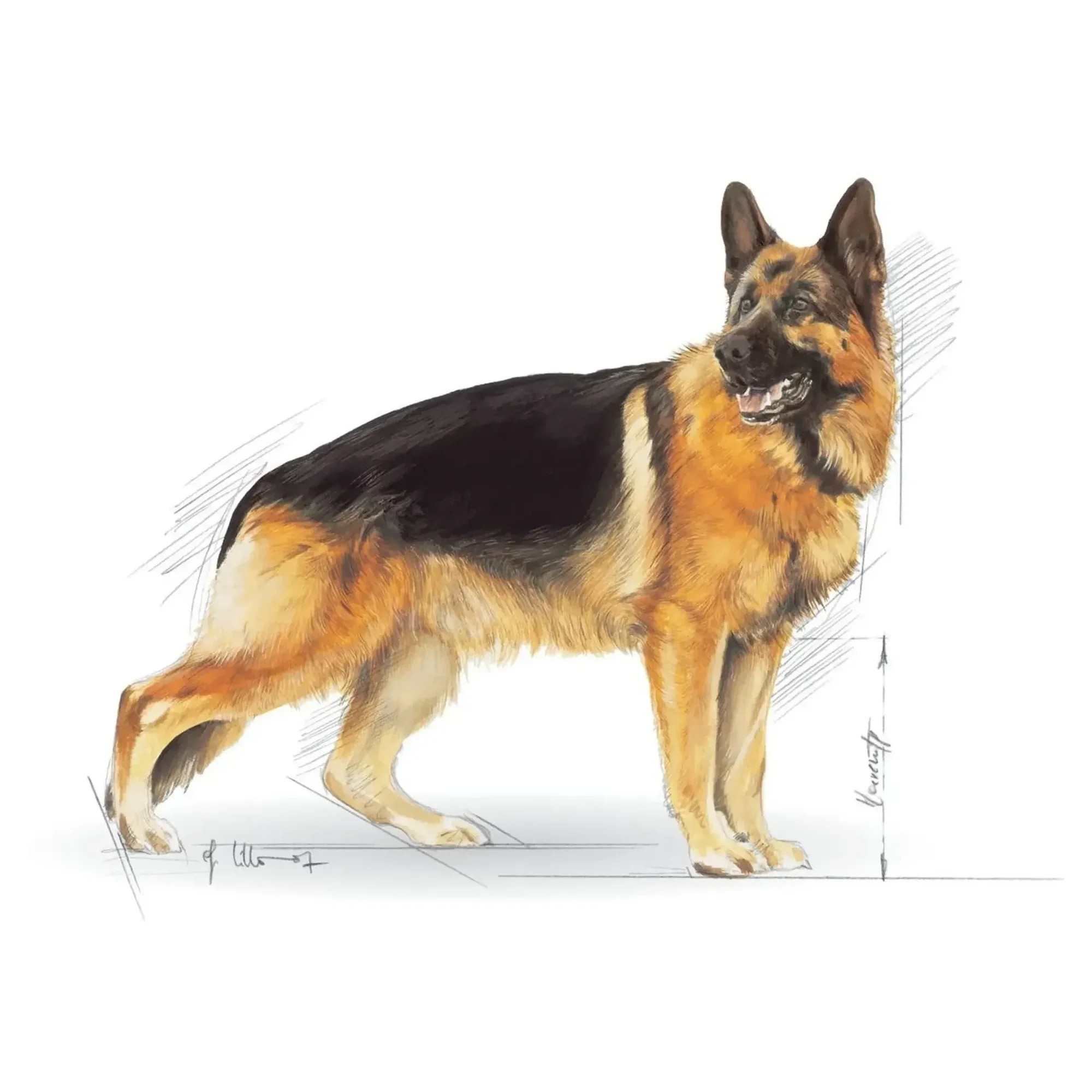 Royal Canin Royal Canin Alman Çoban Köpeği Yetişkin Köpek Maması 11 KG — Normal, 11.3 kg — Görsel 2