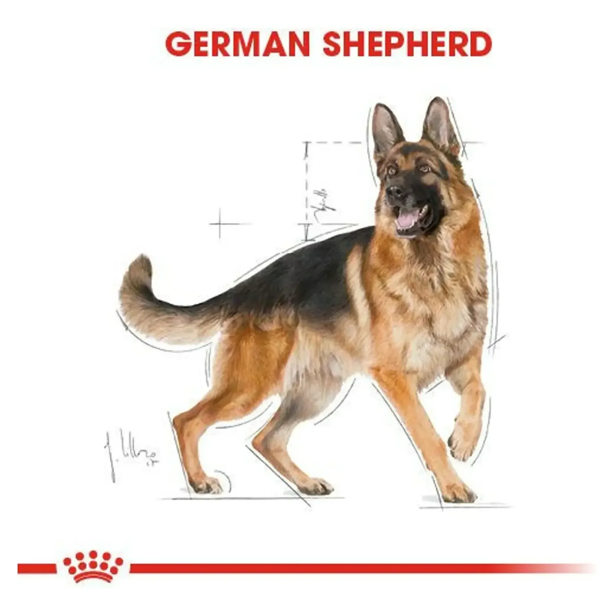 Royal Canin Royal Canin Alman Çoban Köpeği Yetişkin Köpek Maması 11 KG — Normal, 11.3 kg — Görsel 4