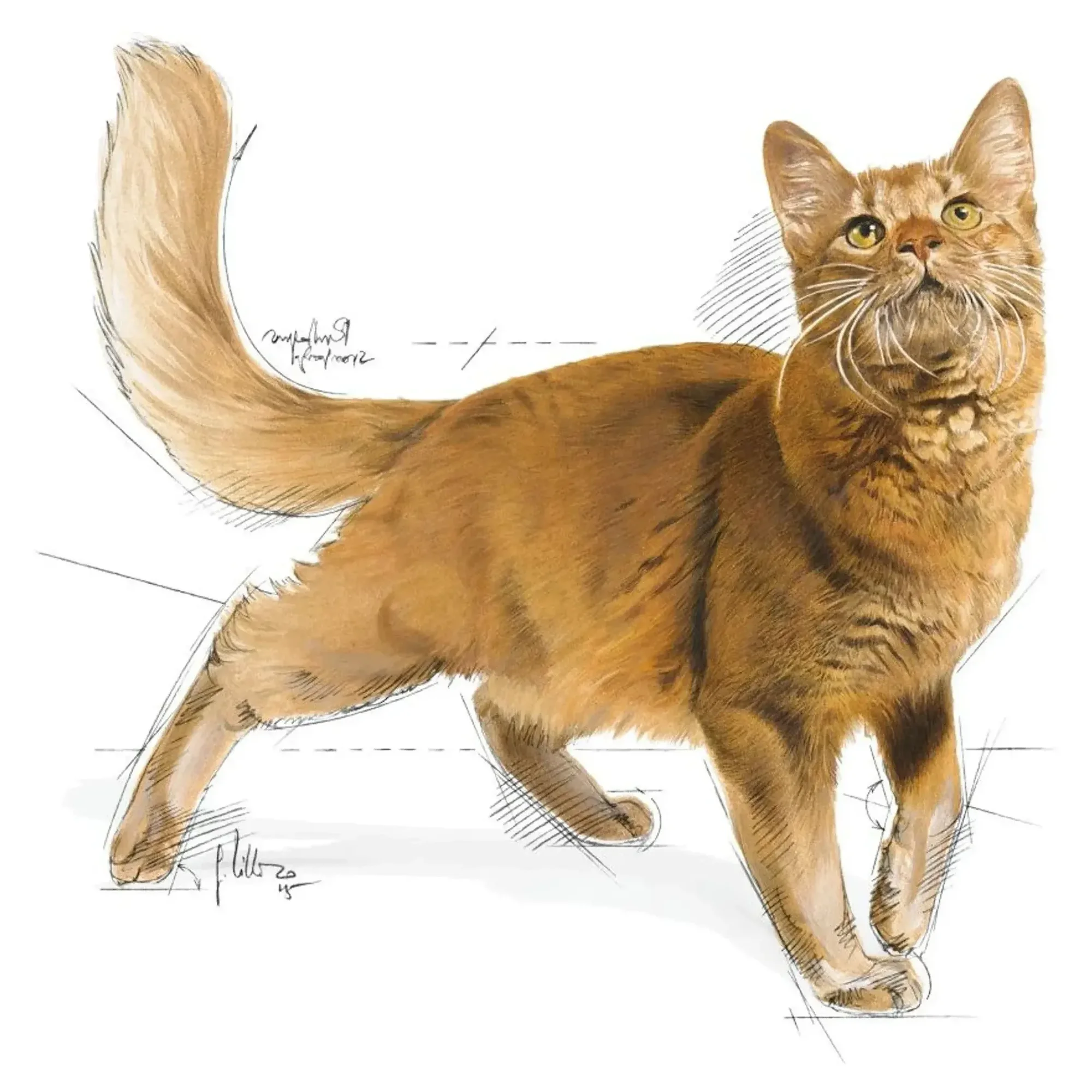 Royal Canin Royal Canin Fit 32 Yetişkin Kedi Maması 4 KG — Normal, 4.1 kg — Görsel 3