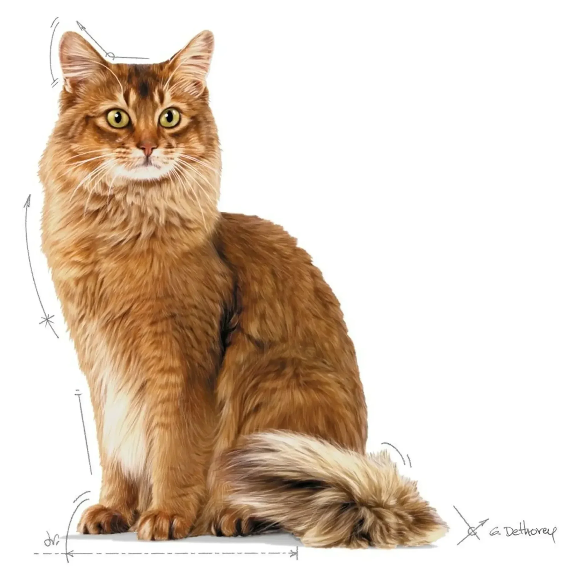 Royal Canin Royal Canin Light Weight Diyet Yetişkin Kedi Maması 8 KG — 8.2 kg — Görsel 3