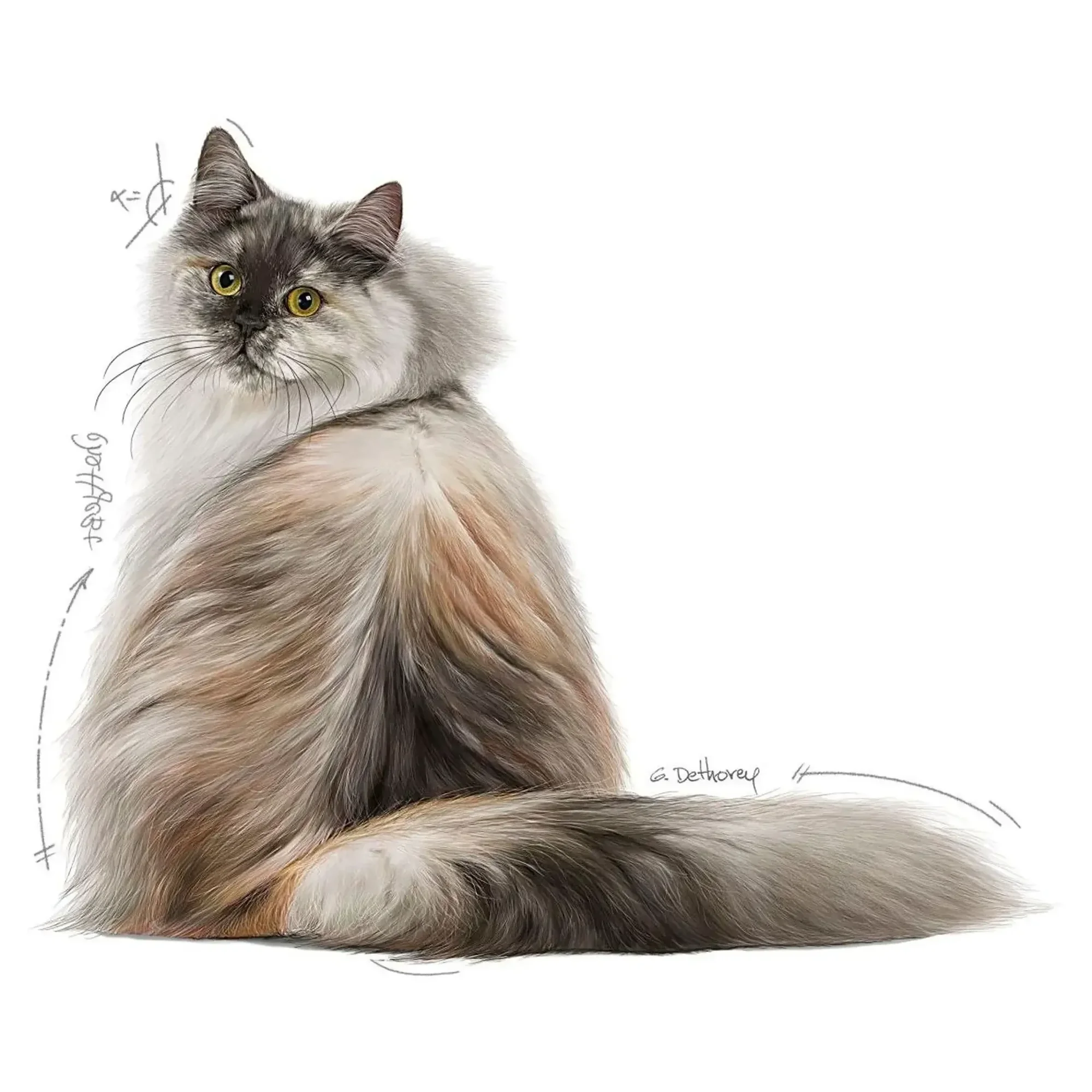 Royal Canin Royal Canin Hair Skin Hassas Tüylü Yetişkin Kedi Maması 2 KG — Hassas Deri, 2.1 kg — Görsel 3