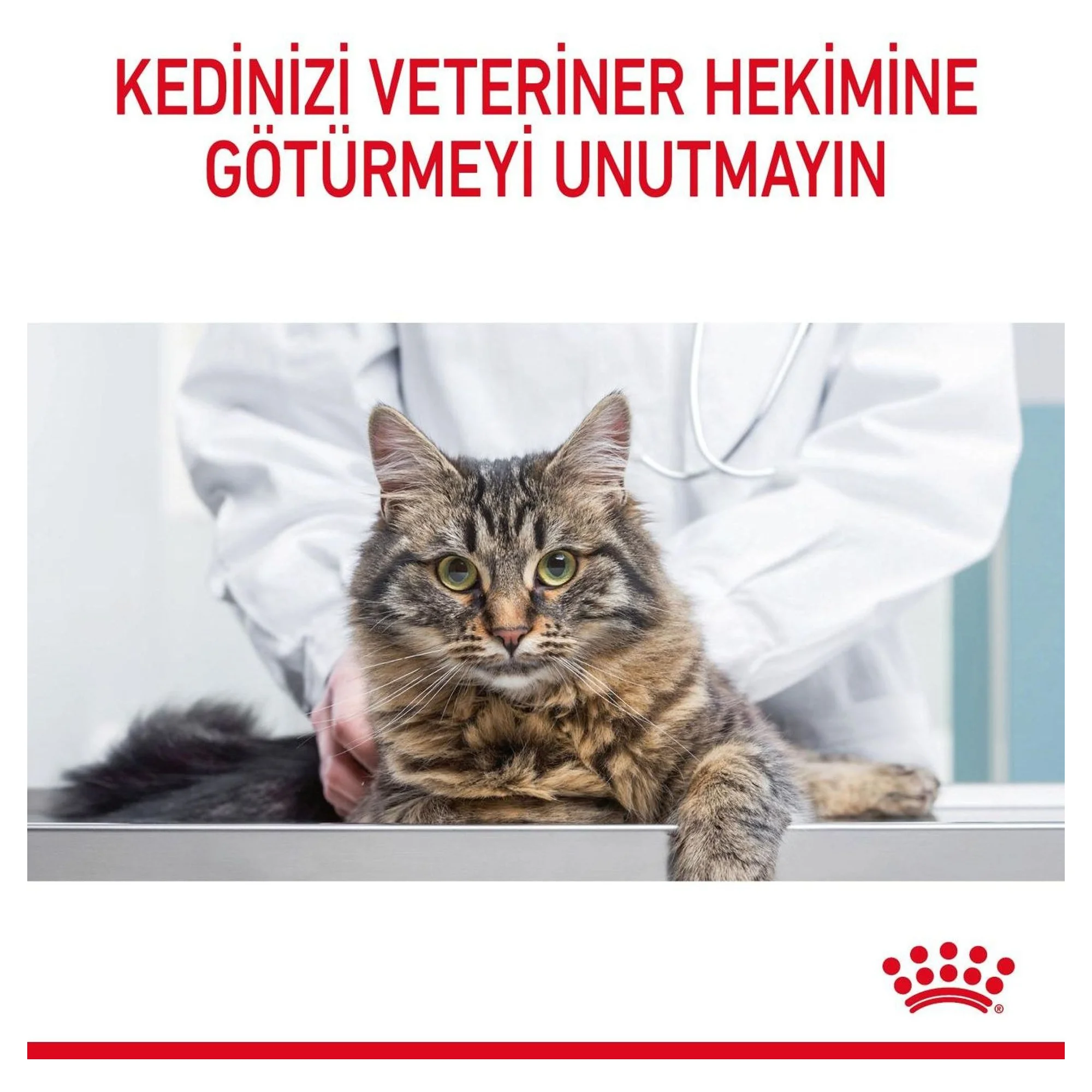 Royal Canin Royal Canin Hair & Skin Care Tüy ve Cilt Sağlığı İçin Yetişkin Kedi Maması 10 KG — Hassas Deri, 10 kg — Görsel 5