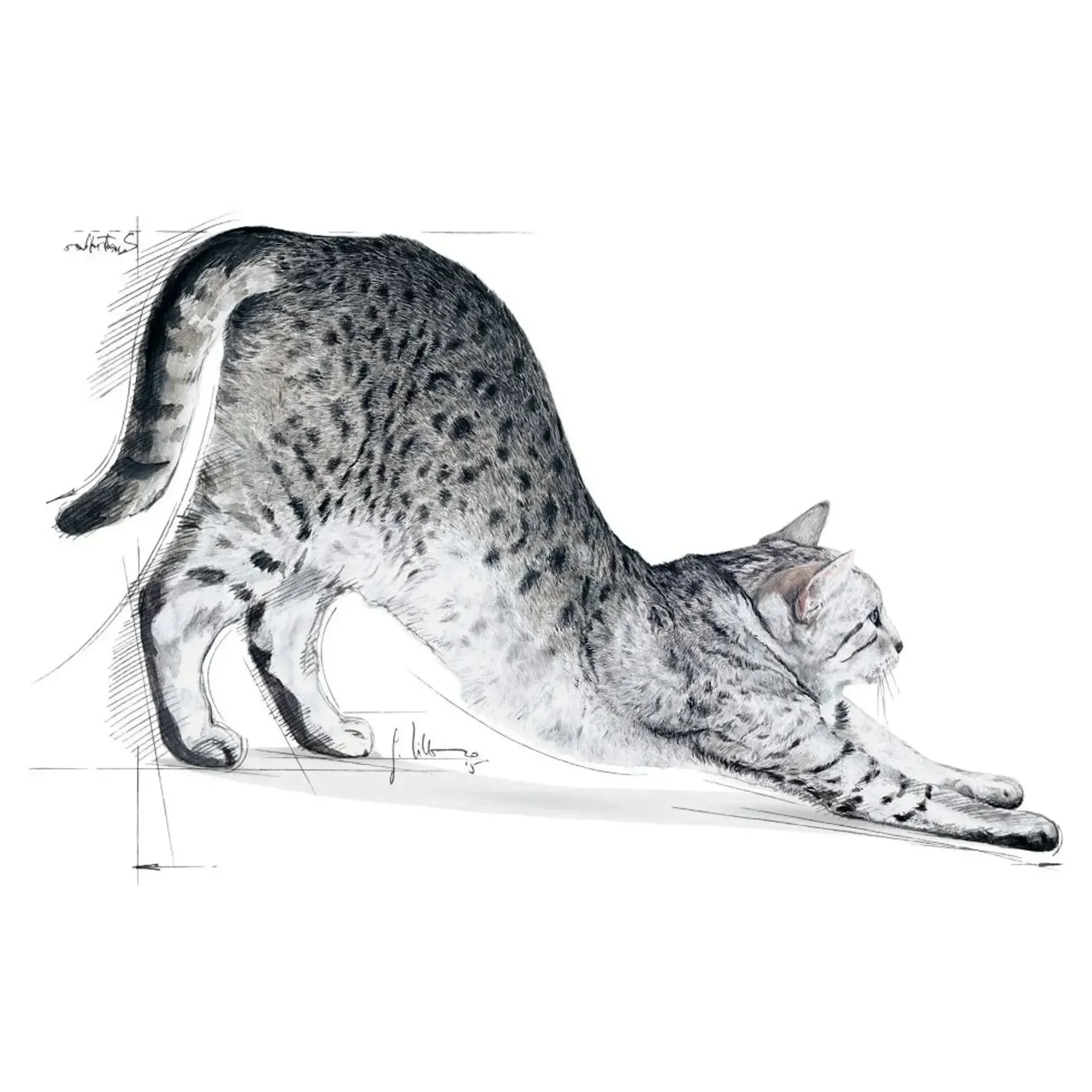 Royal Canin Royal Canin Indoor 27 Yetişkin Kedi Maması 2 KG — Normal, 2.1 kg — Görsel 3