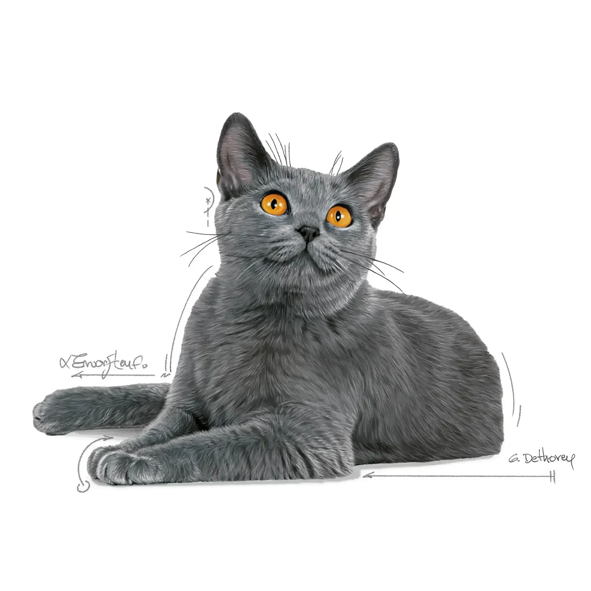 Royal Canin Royal Canin Oral Care Diş Sağlığına Özel Yetişkin Kedi Maması 1.5 KG — Hassas Sindirim, 1.6 kg — Görsel 3