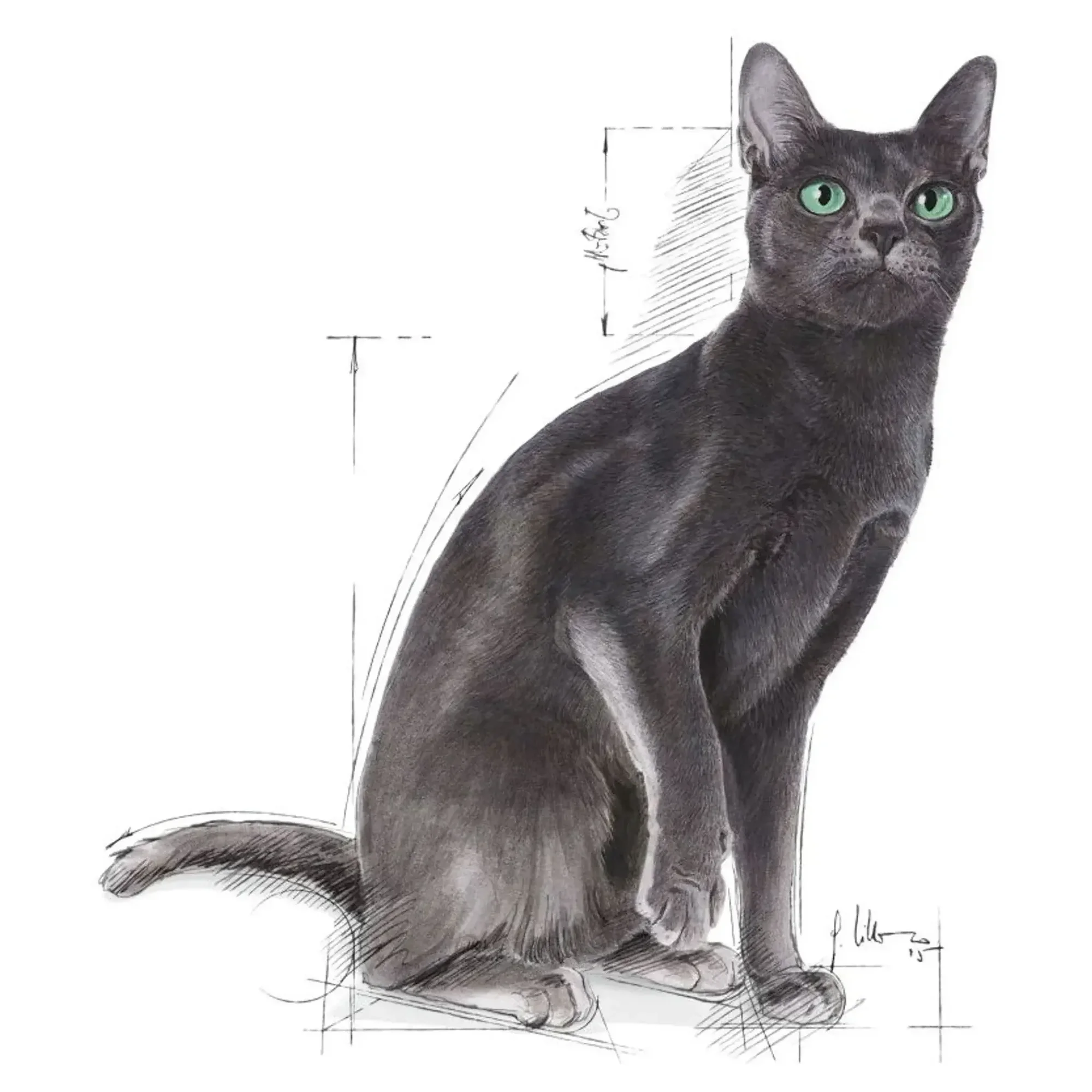 Royal Canin Royal Canin Sterilised 37 Kısırlaştırılmış Yetişkin Kedi Maması 2 KG — 2.1 kg — Görsel 3