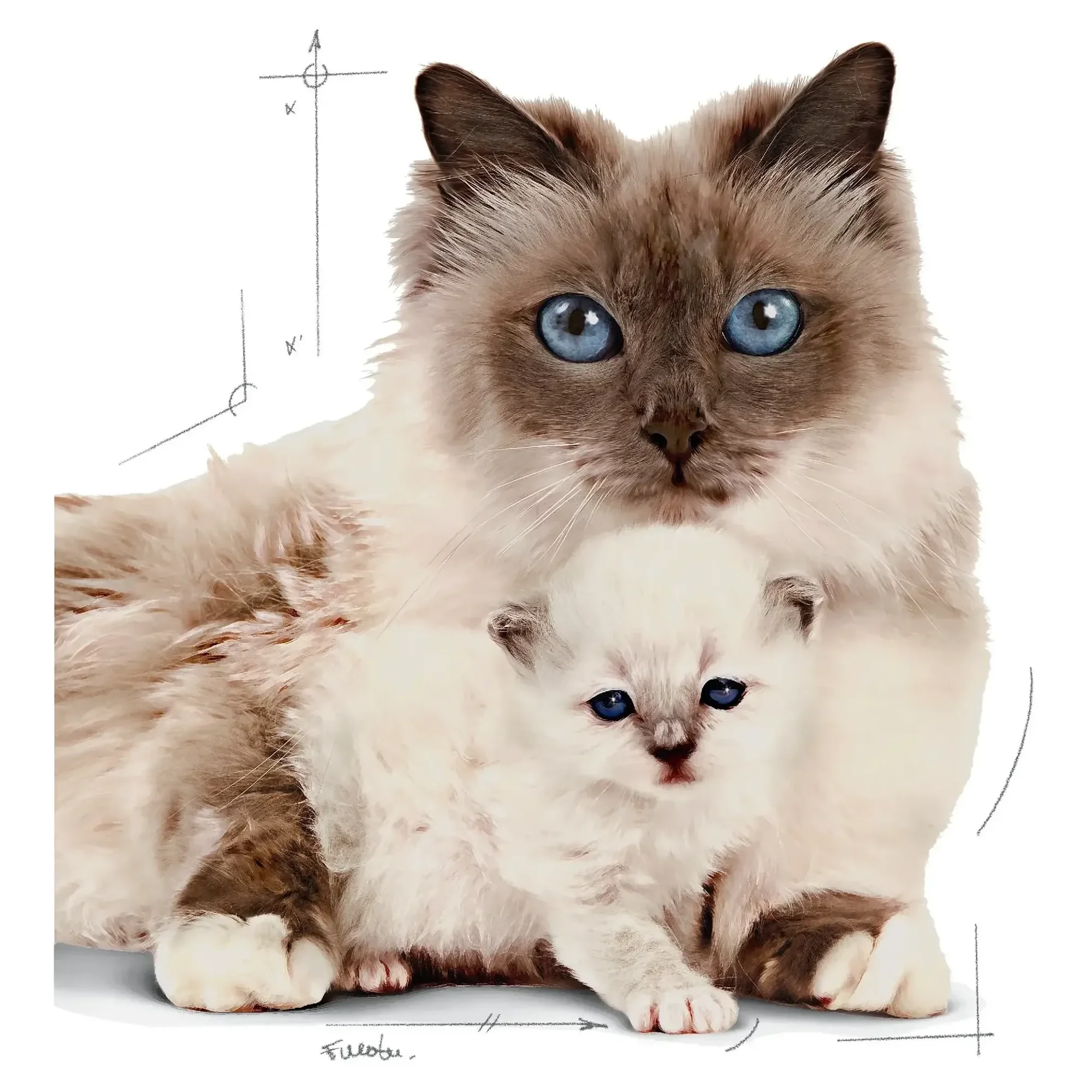 Royal Canin Royal Canin Mother Babycat Anne ve Yavru Kedi Maması 2 KG — Normal, 2.1 kg — Görsel 3