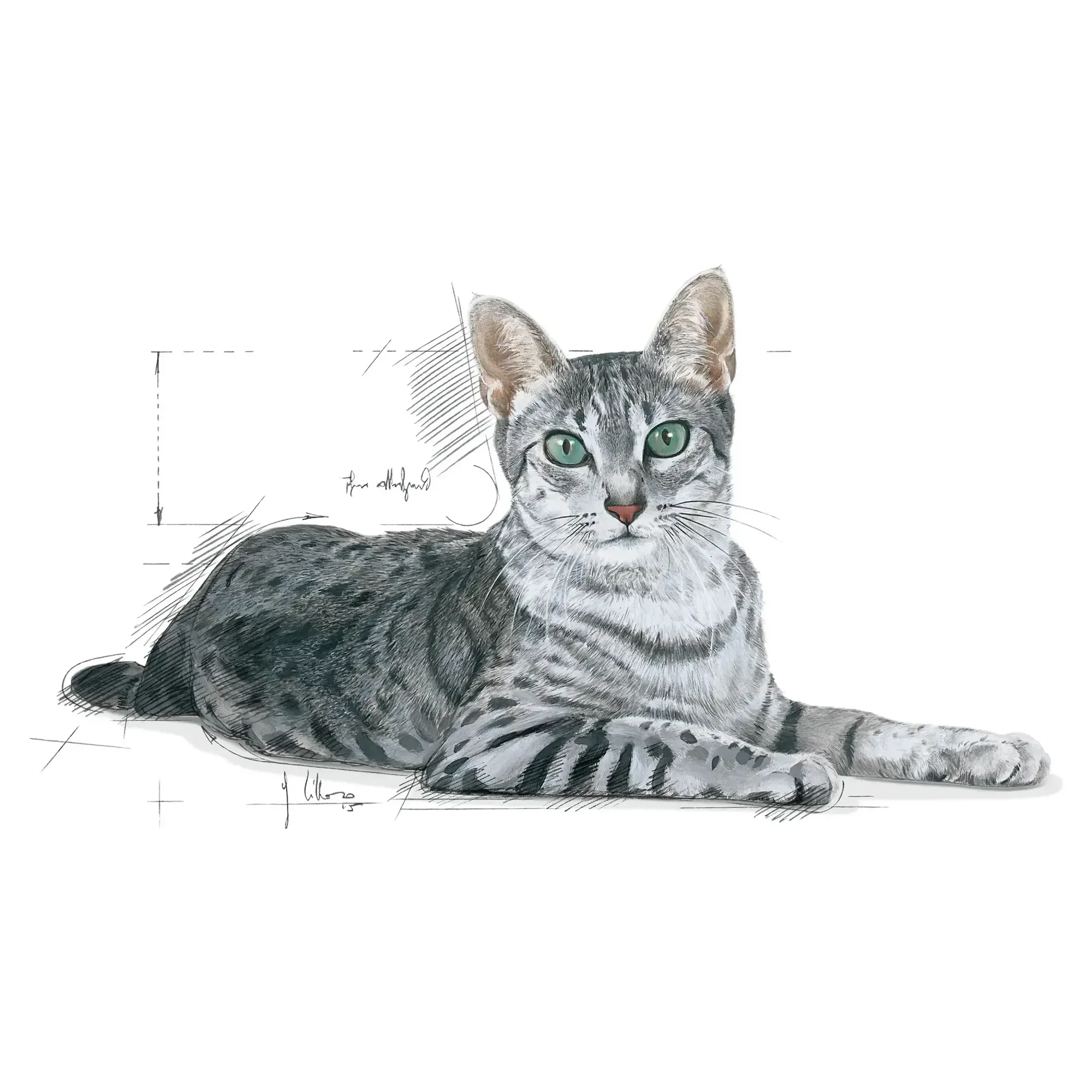 Royal Canin Royal Canin Indoor 7+ Yaş Ev Kedileri İçin Yaşlı Kedi Maması 3.5 KG — Normal, 3.6 kg — Görsel 3