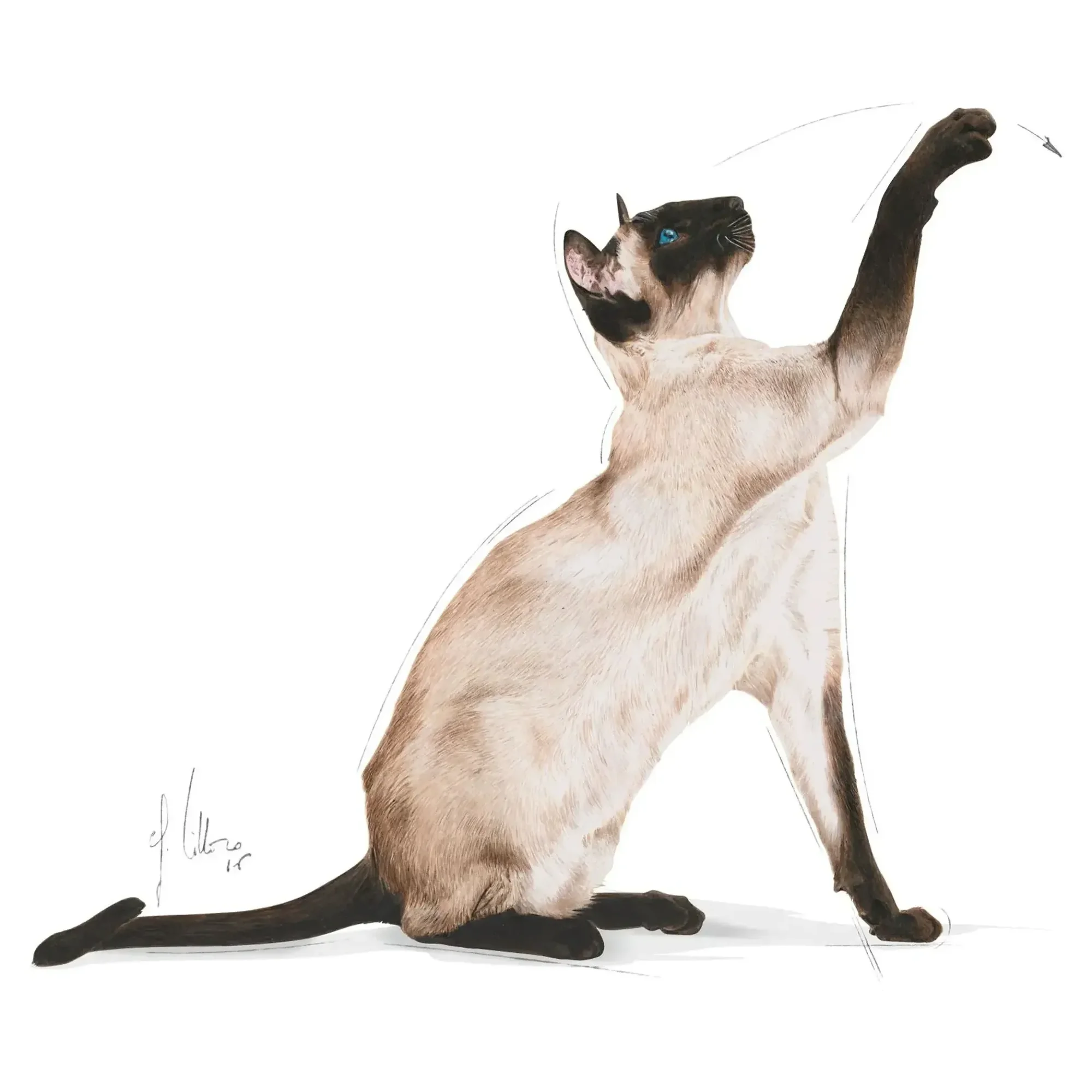 Royal Canin Royal Canin Siamese Yetişkin Siyam Kedi Maması 2 KG — Normal, 2.1 kg — Görsel 3