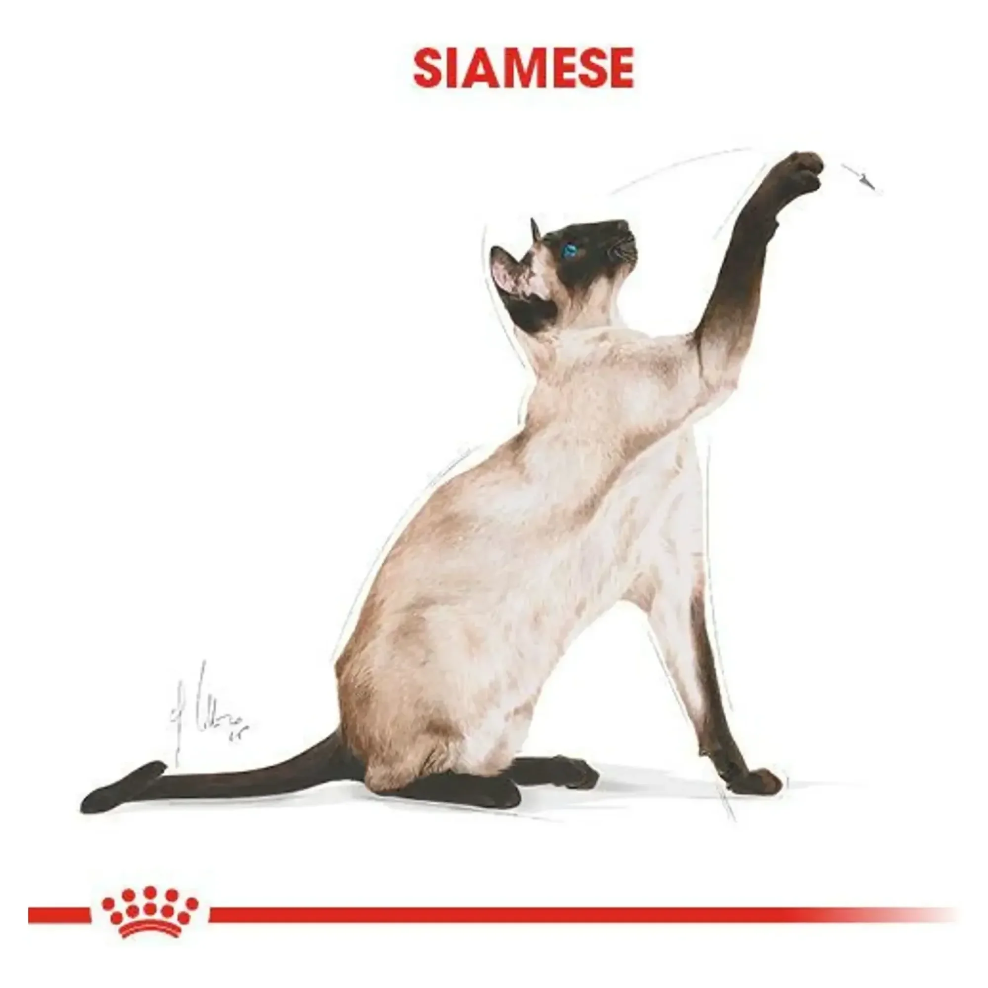 Royal Canin Royal Canin Siamese Yetişkin Siyam Kedi Maması 2 KG — Normal, 2.1 kg — Görsel 6