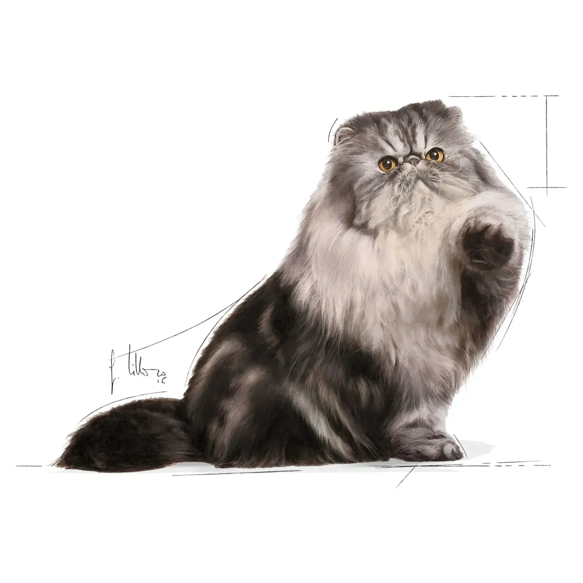 Royal Canin Royal Canin Persian İran Kedisi İçin Yetişkin Kedi Maması 400 G — Normal, 500 g — Görsel 3