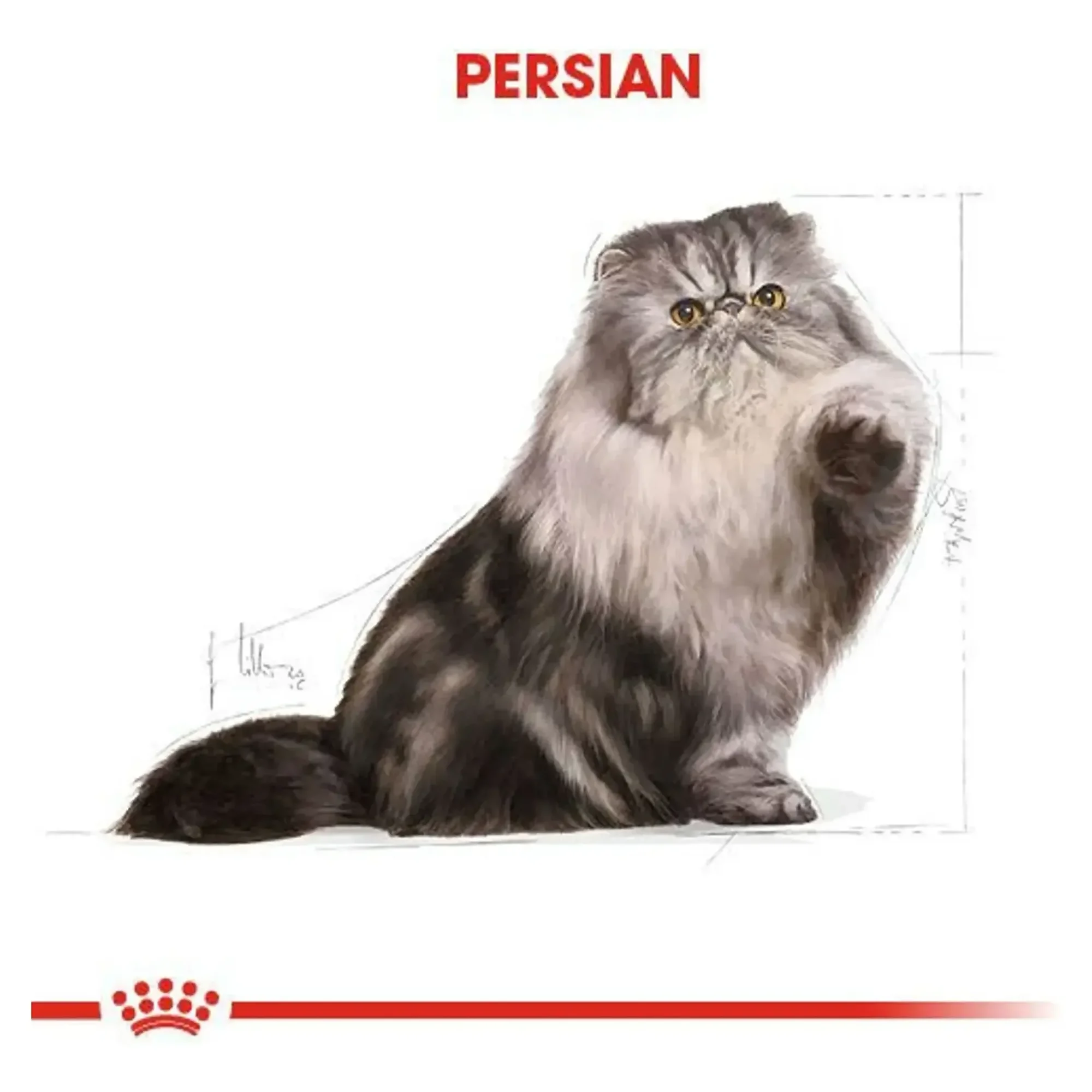 Royal Canin Royal Canin Persian İran Kedisi İçin Yetişkin Kedi Maması 400 G — Normal, 500 g — Görsel 6