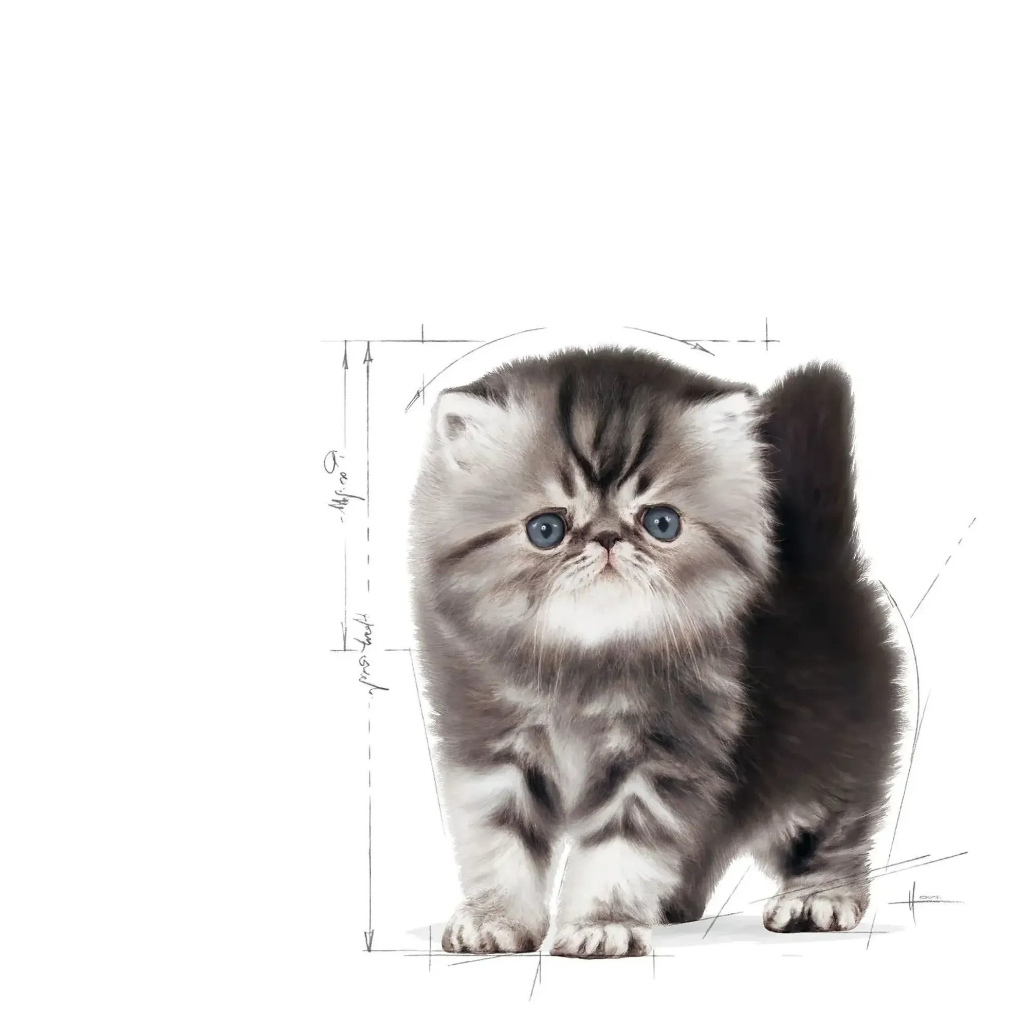 Royal Canin Royal Canin Persian Kitten Yavru Kedi Maması 2 KG — Normal, 2.1 kg — Görsel 3